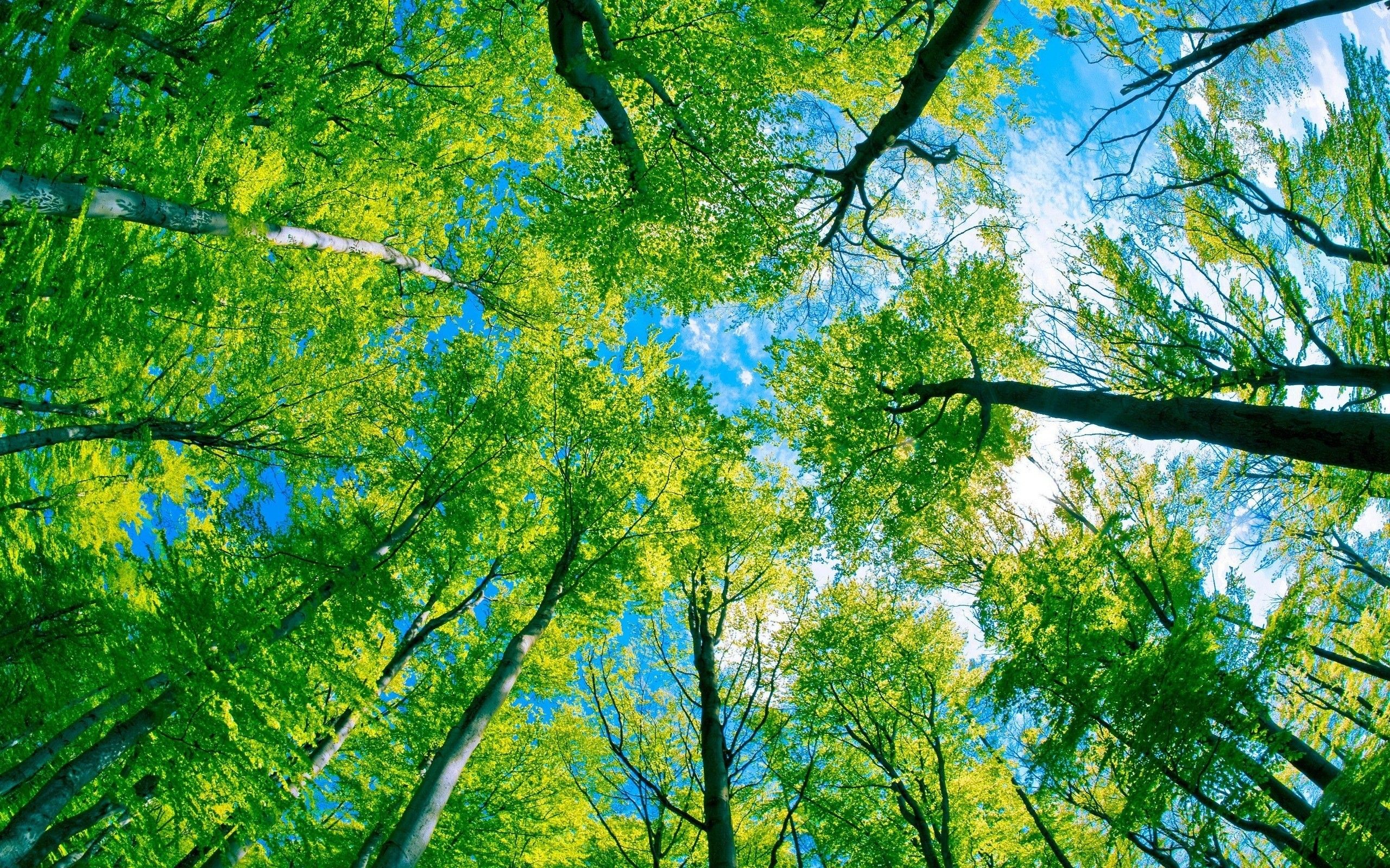 Desktop Backgrounds Trees