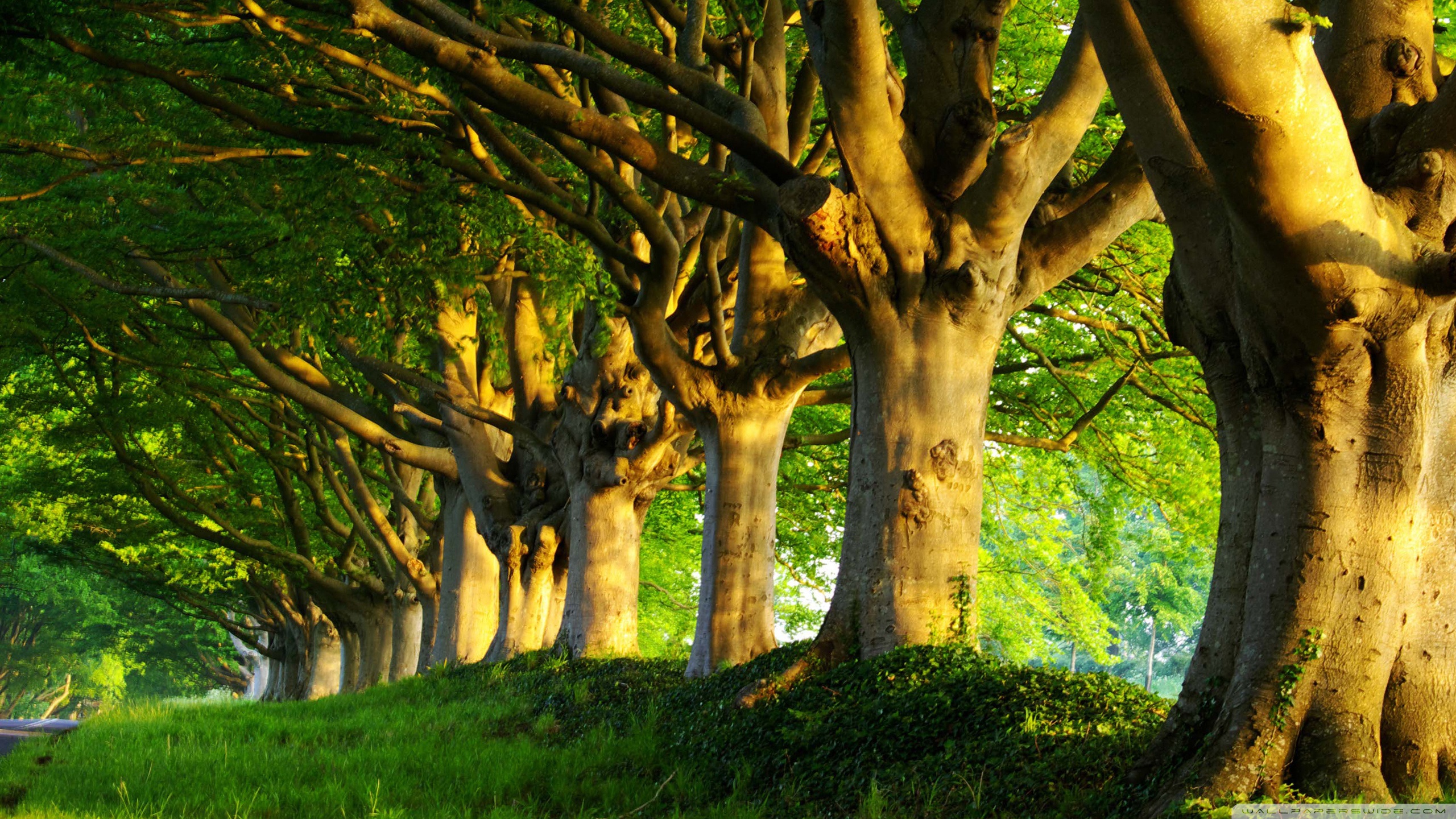 Desktop Backgrounds Trees