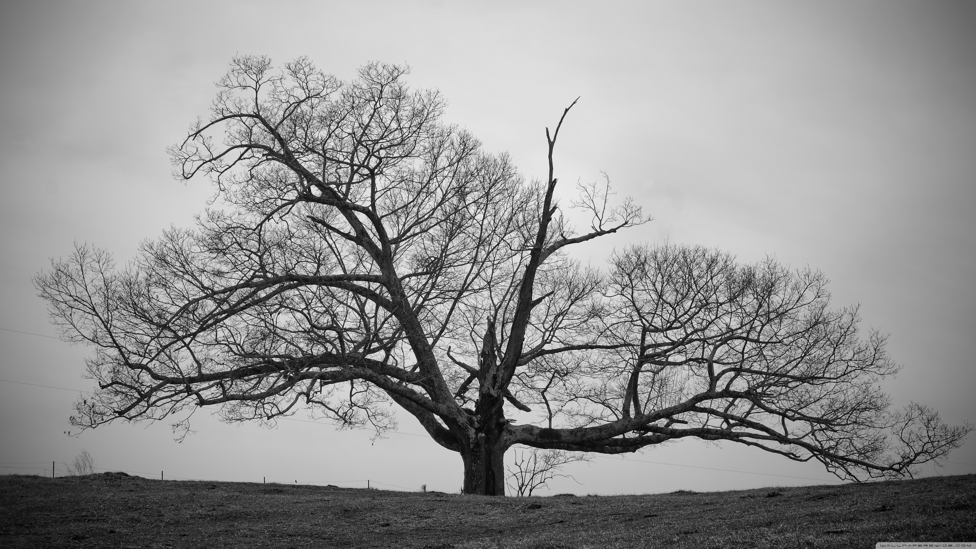 Desktop Backgrounds Trees