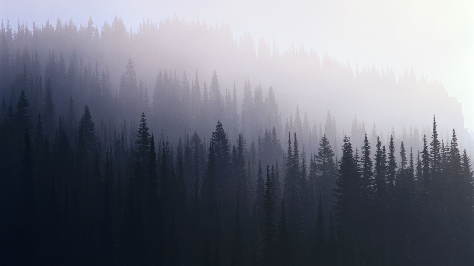 Desktop Backgrounds Trees