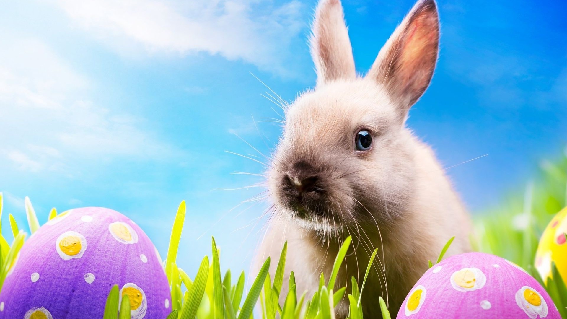 Easter 2016 Backgrounds