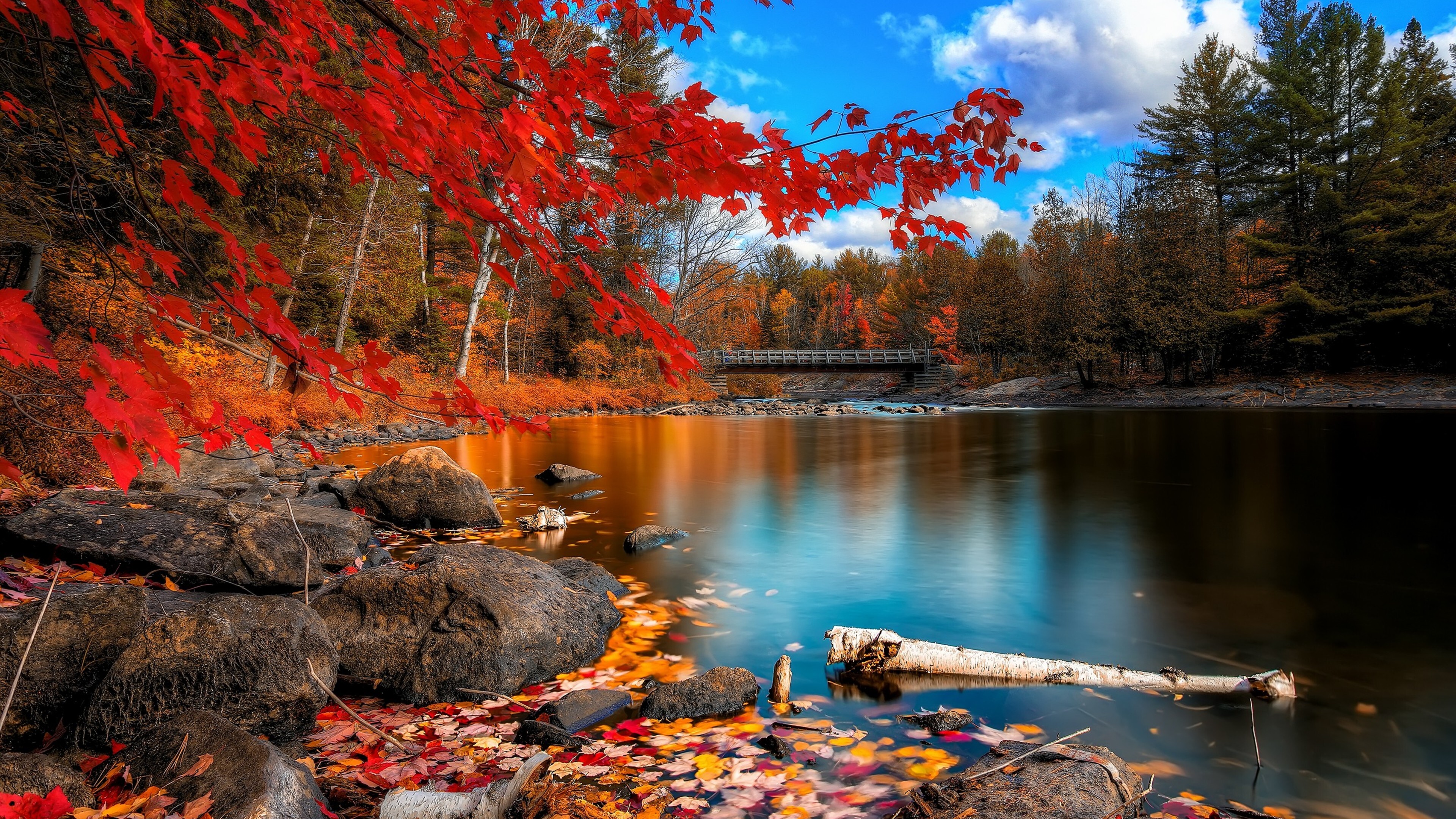 Fall Backgrounds Photography