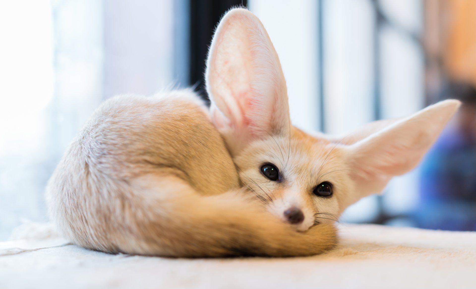 Fennec Fox Background