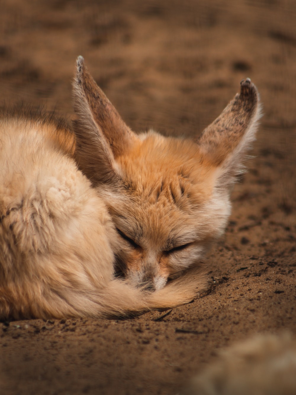 Fennec Fox Background