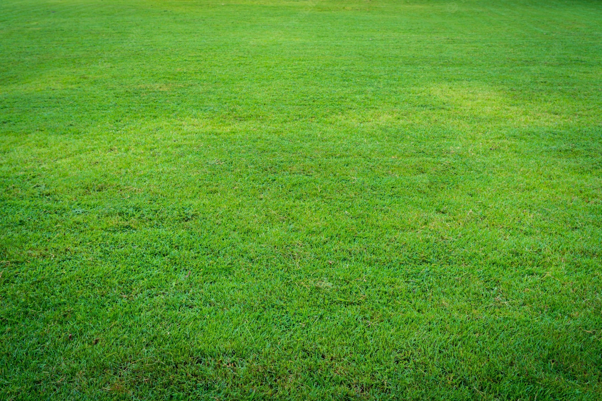 Field Of Grass Background