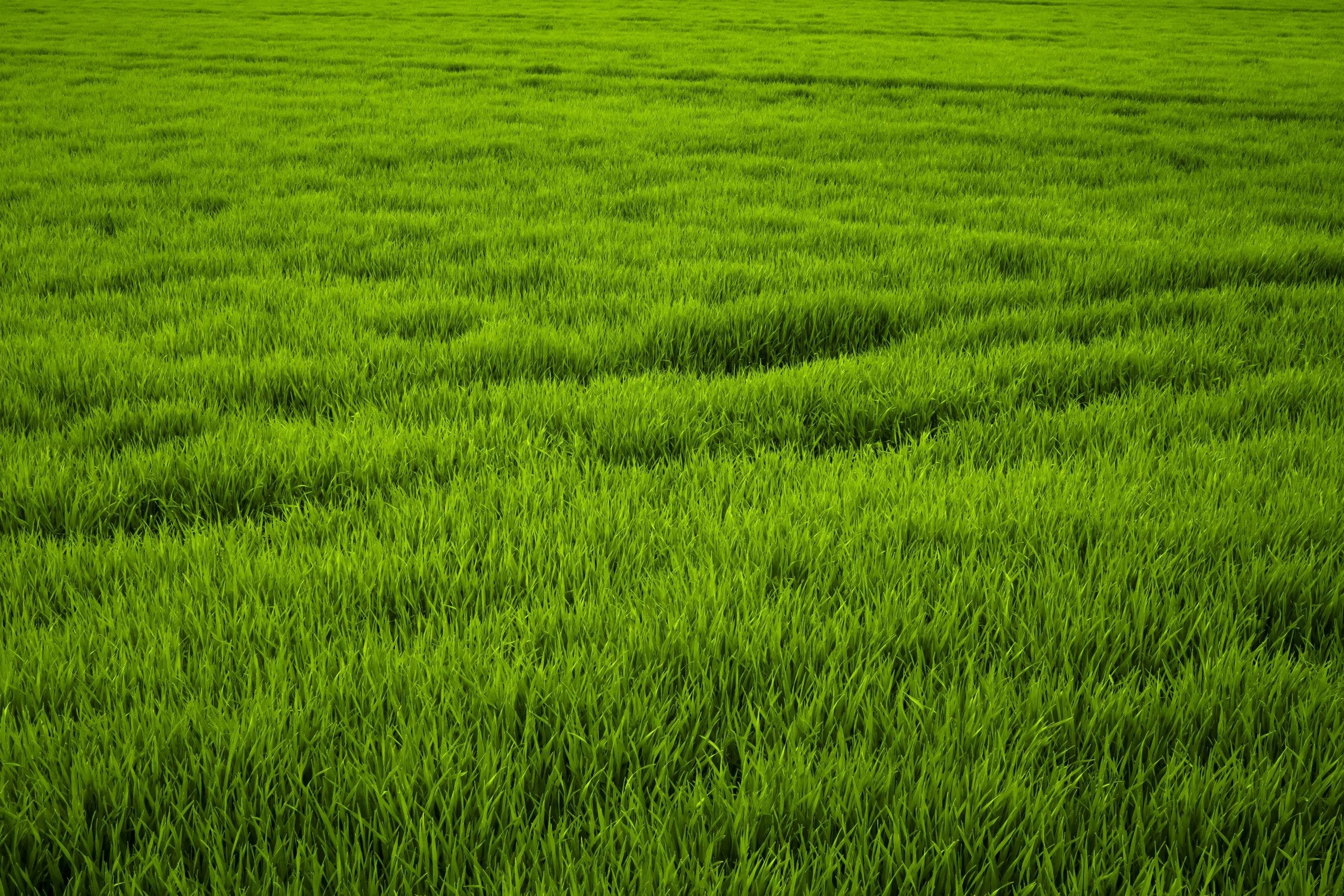 Field Of Grass Background