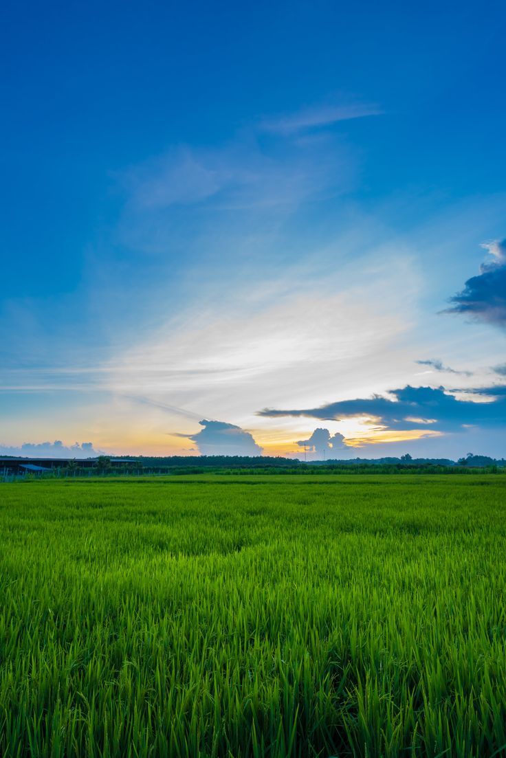 Field Of Grass Background