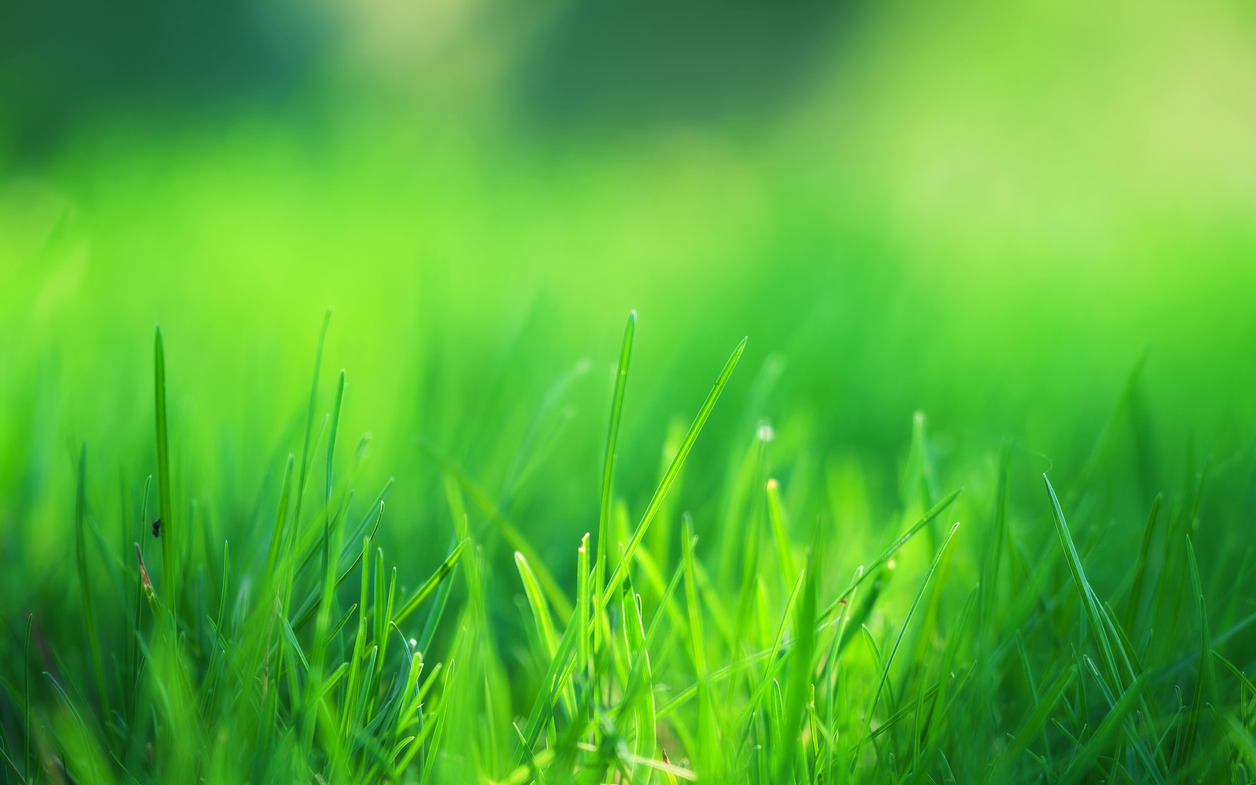 Field Of Grass Background