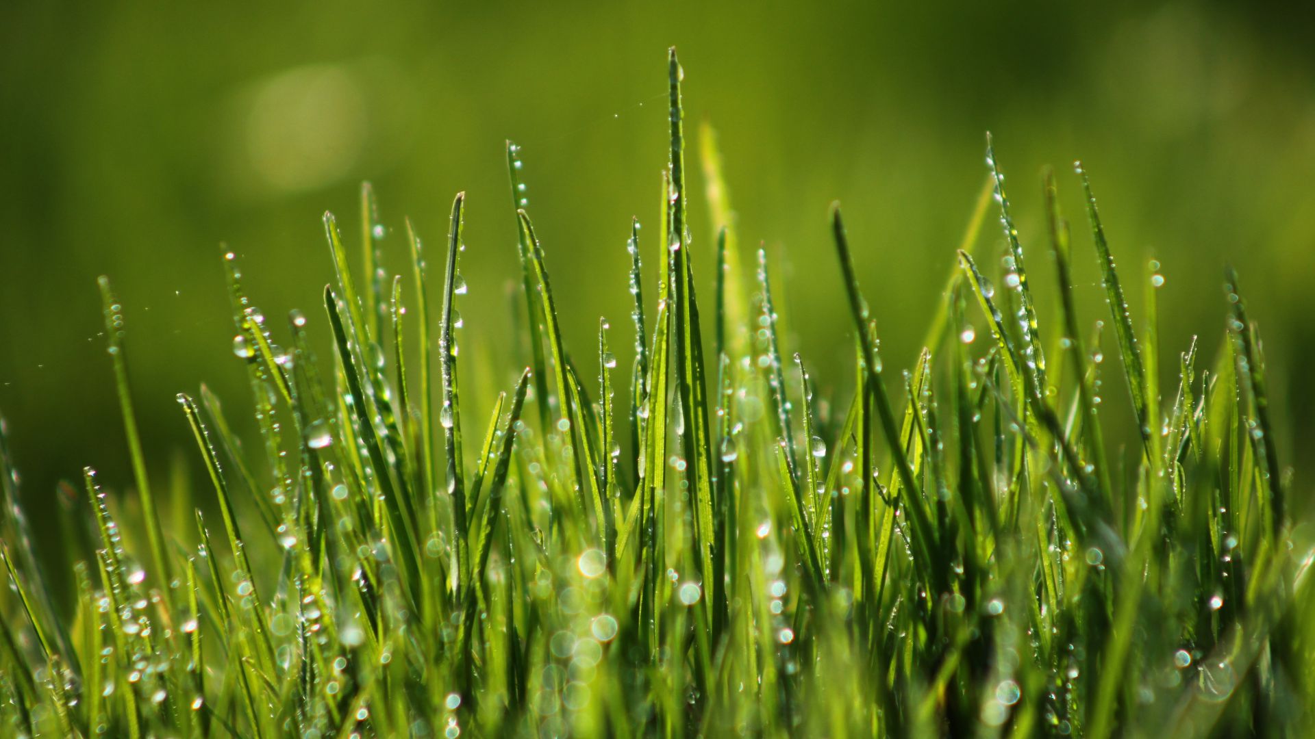 Field Of Grass Background