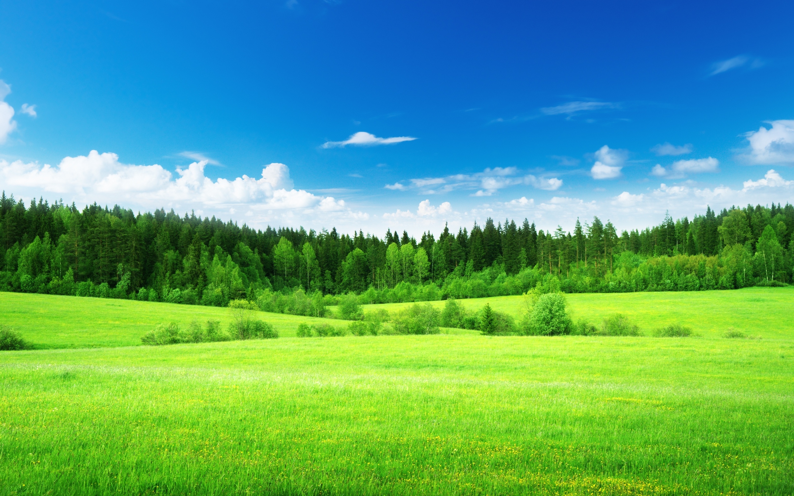 Field Of Grass Background