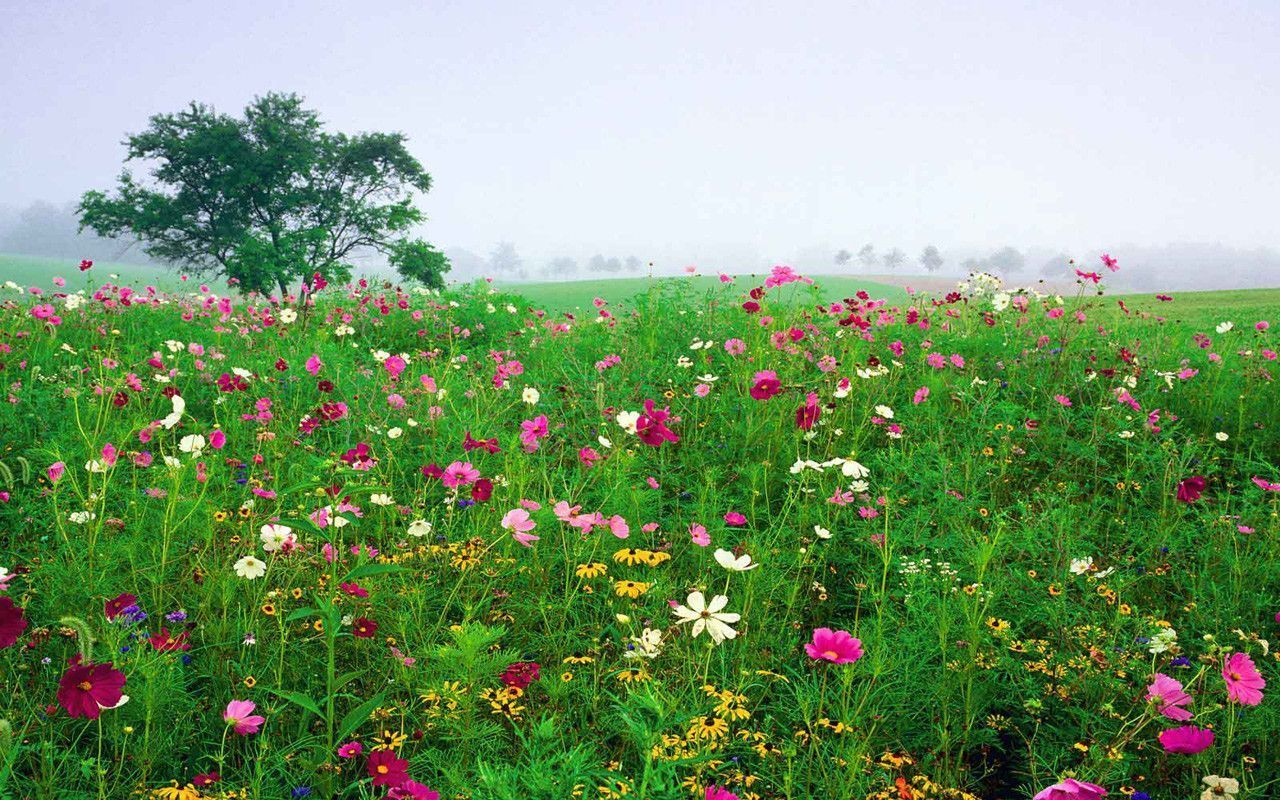 Flower Field Background Tumblr