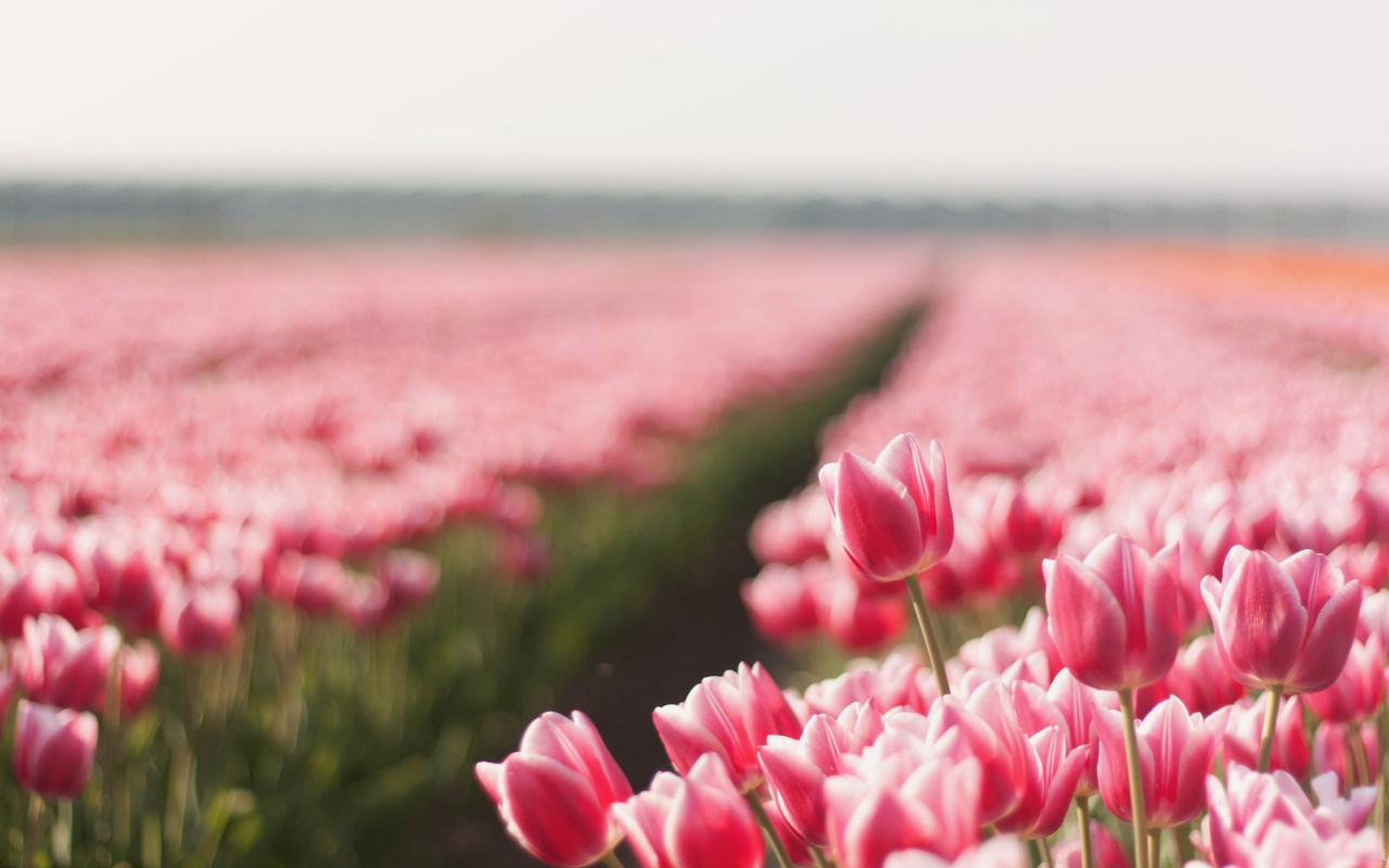 Flower Field Background Tumblr