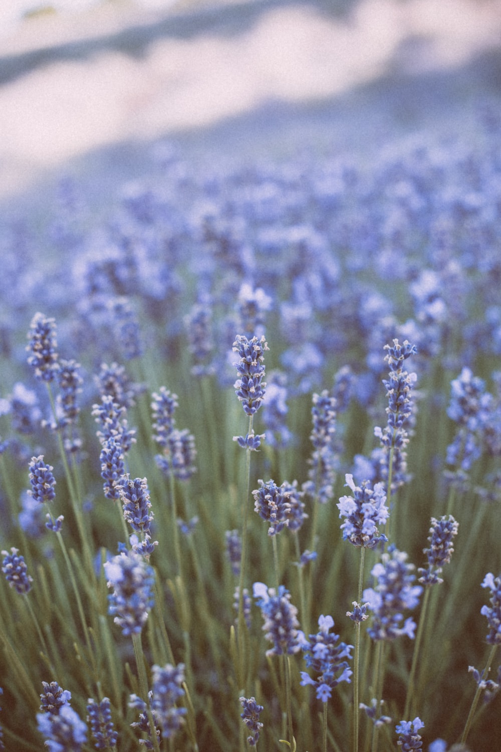 Flower Field Background Tumblr