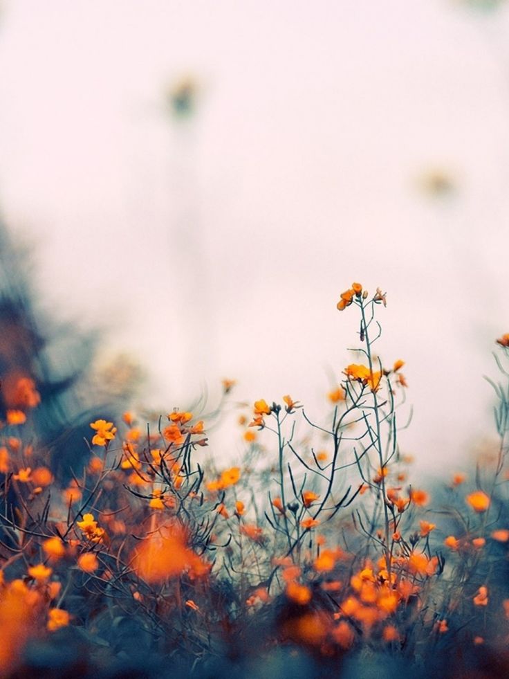 Flower Field Background Tumblr