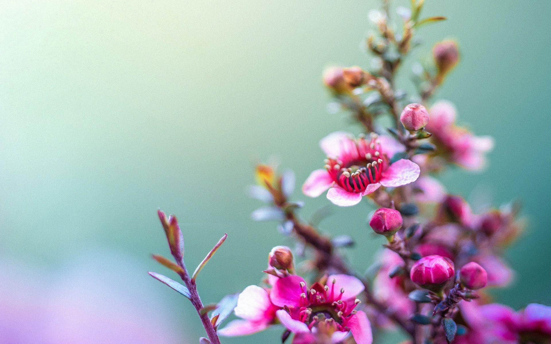 Flower Field Background Tumblr