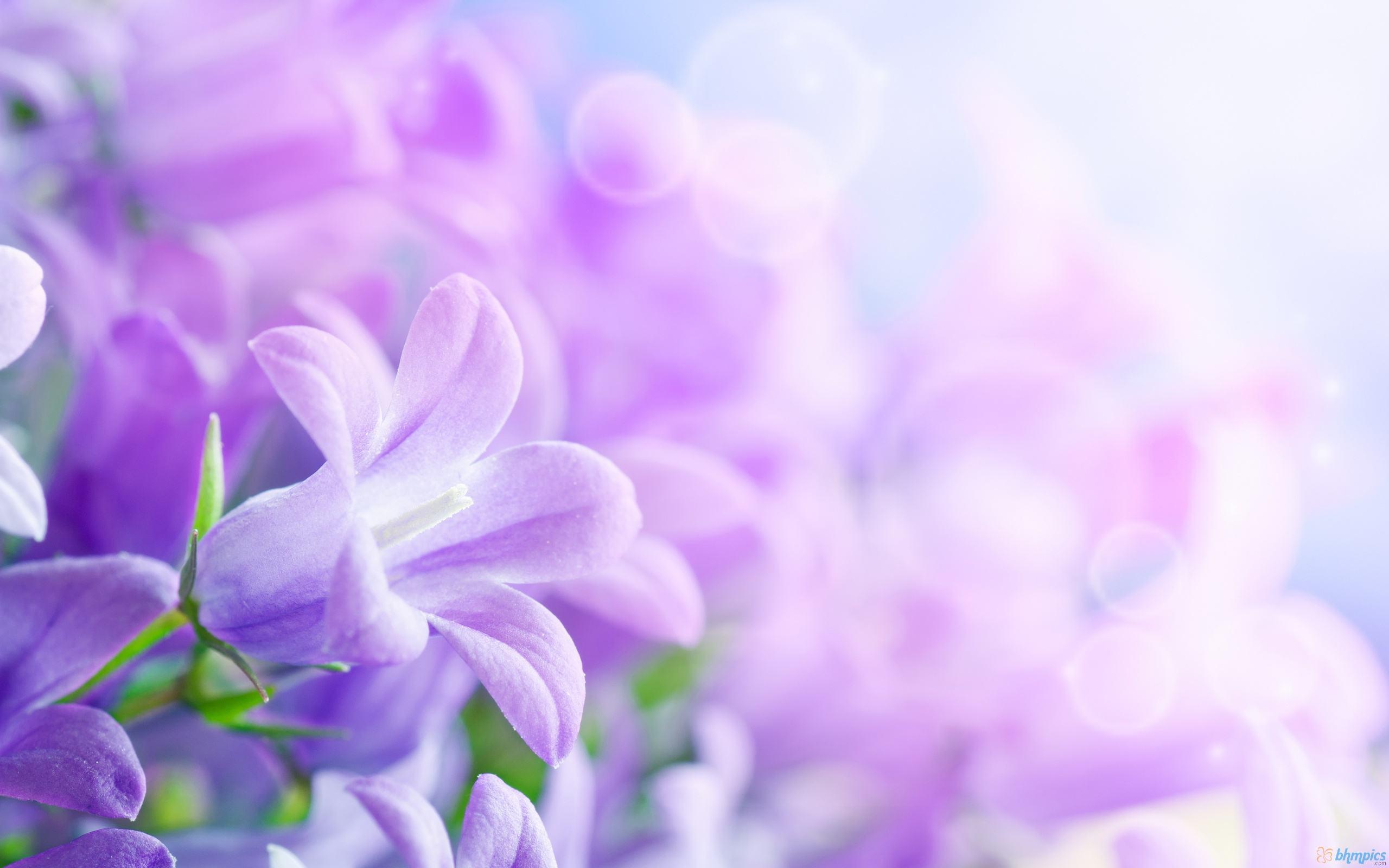 Flower Purple Background