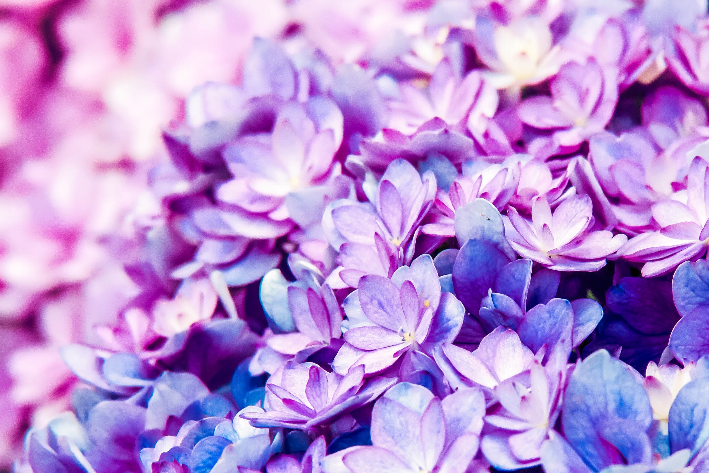 Flower Purple Background