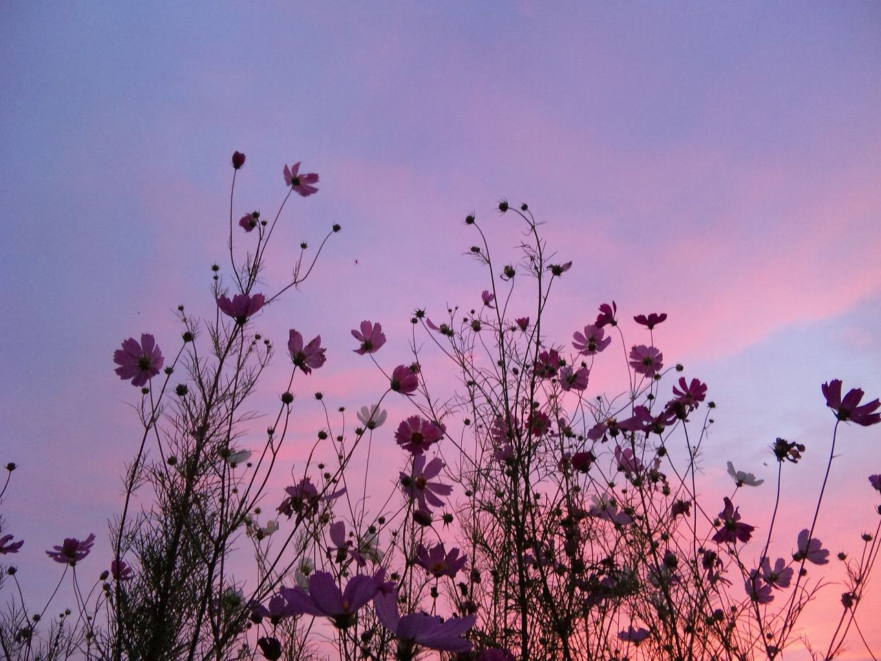 Flowers Background Aesthetic