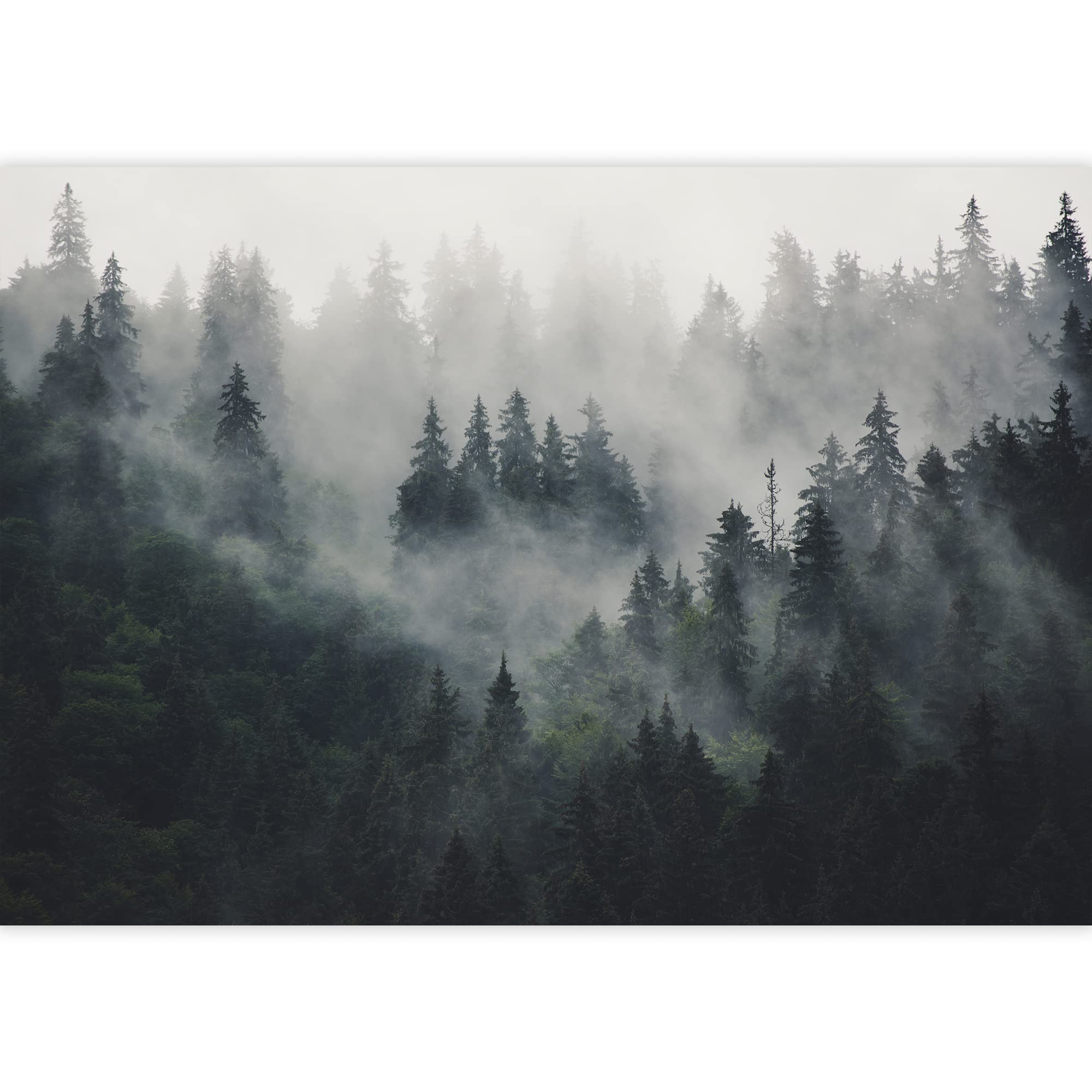 Foggy Backgrounds