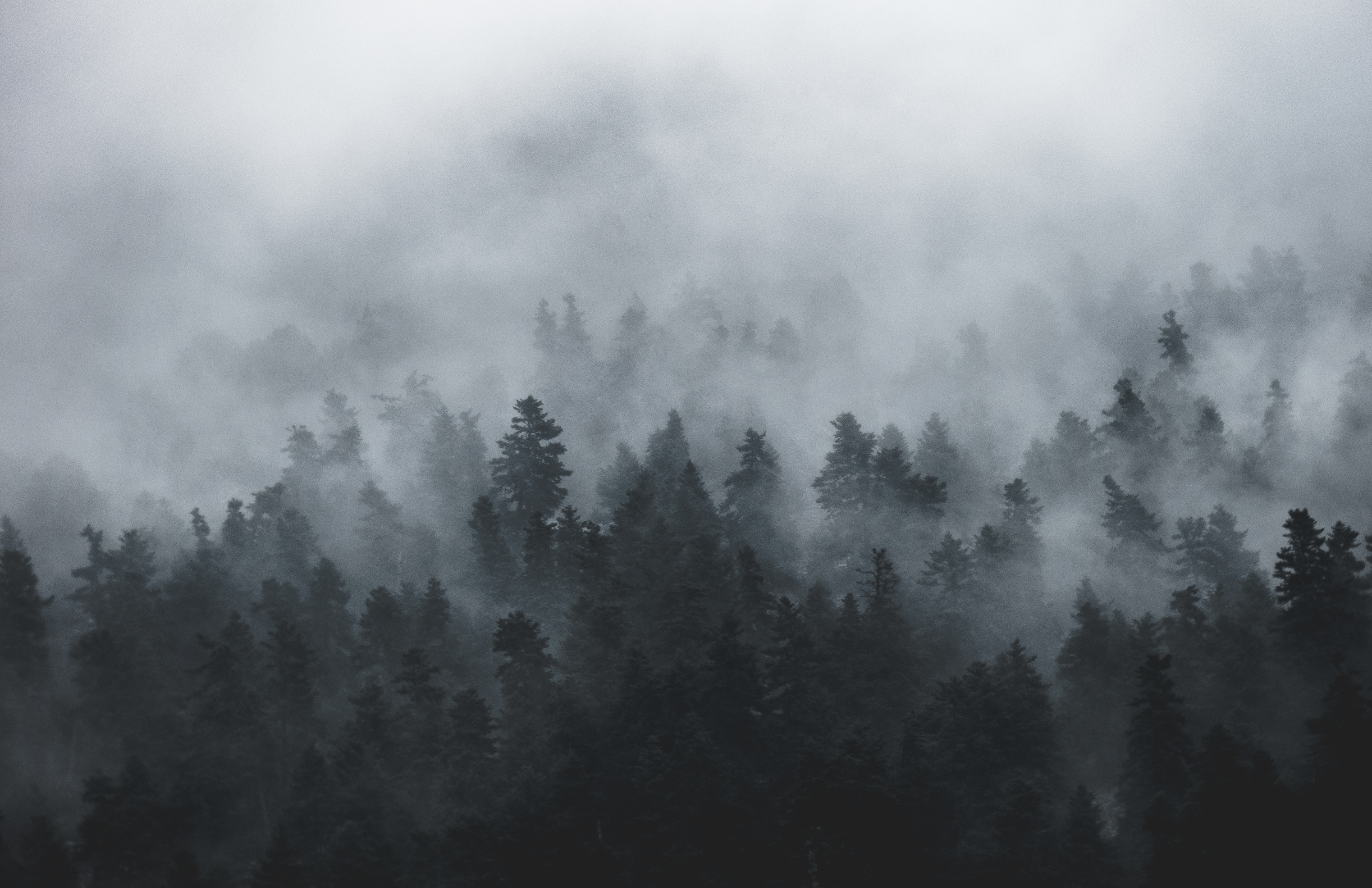 Foggy Backgrounds
