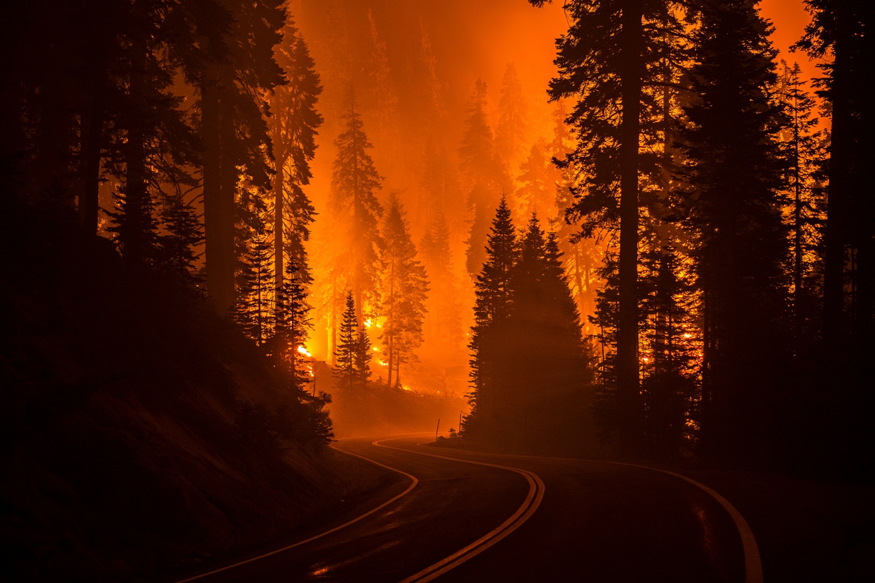 Forest Fire Background