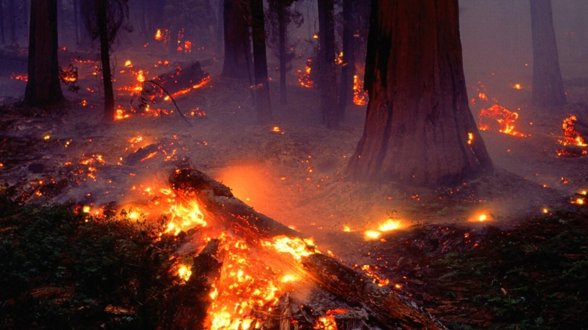 Forest Fire Background