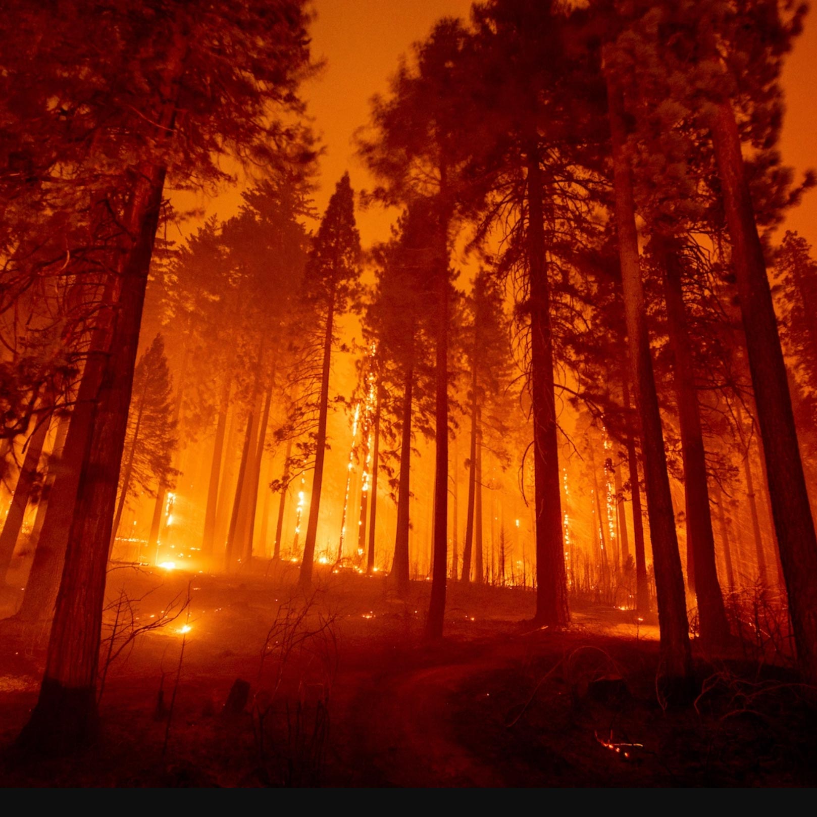 Forest Fire Background