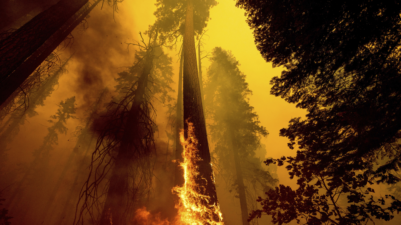 Forest Fire Background