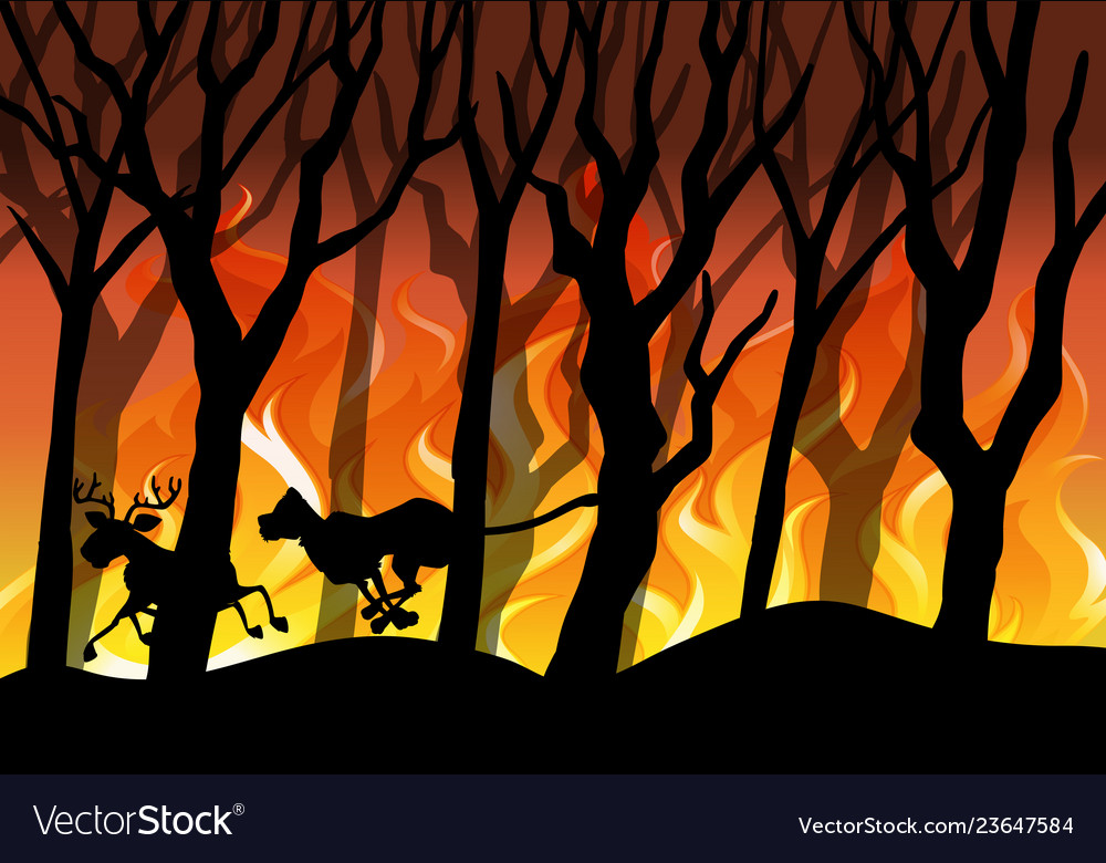 Forest Fire Background