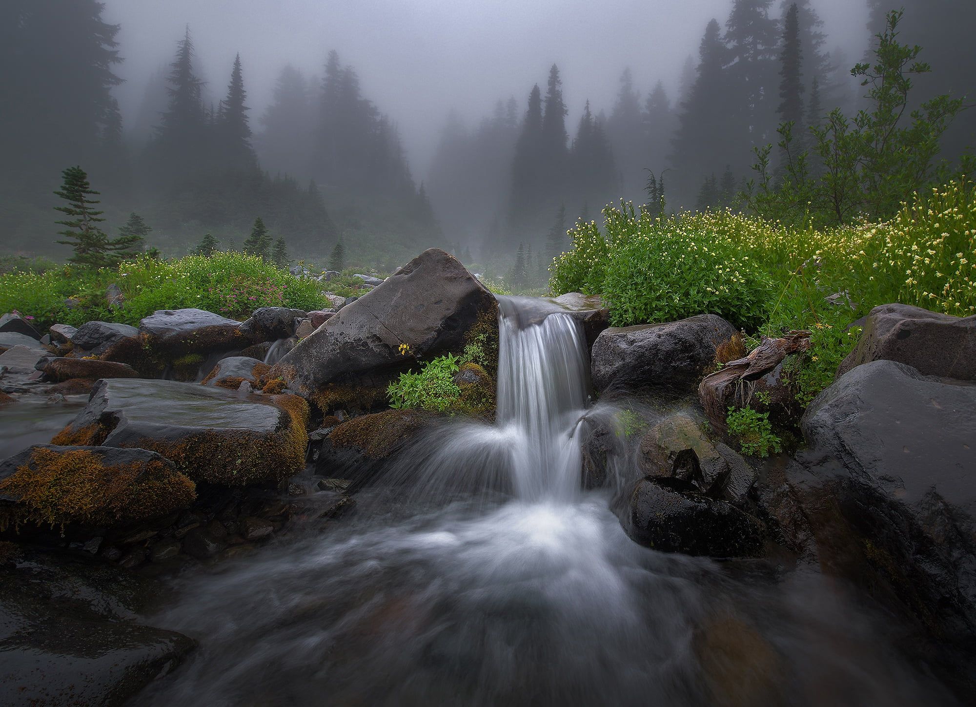 Forest Waterfall Background