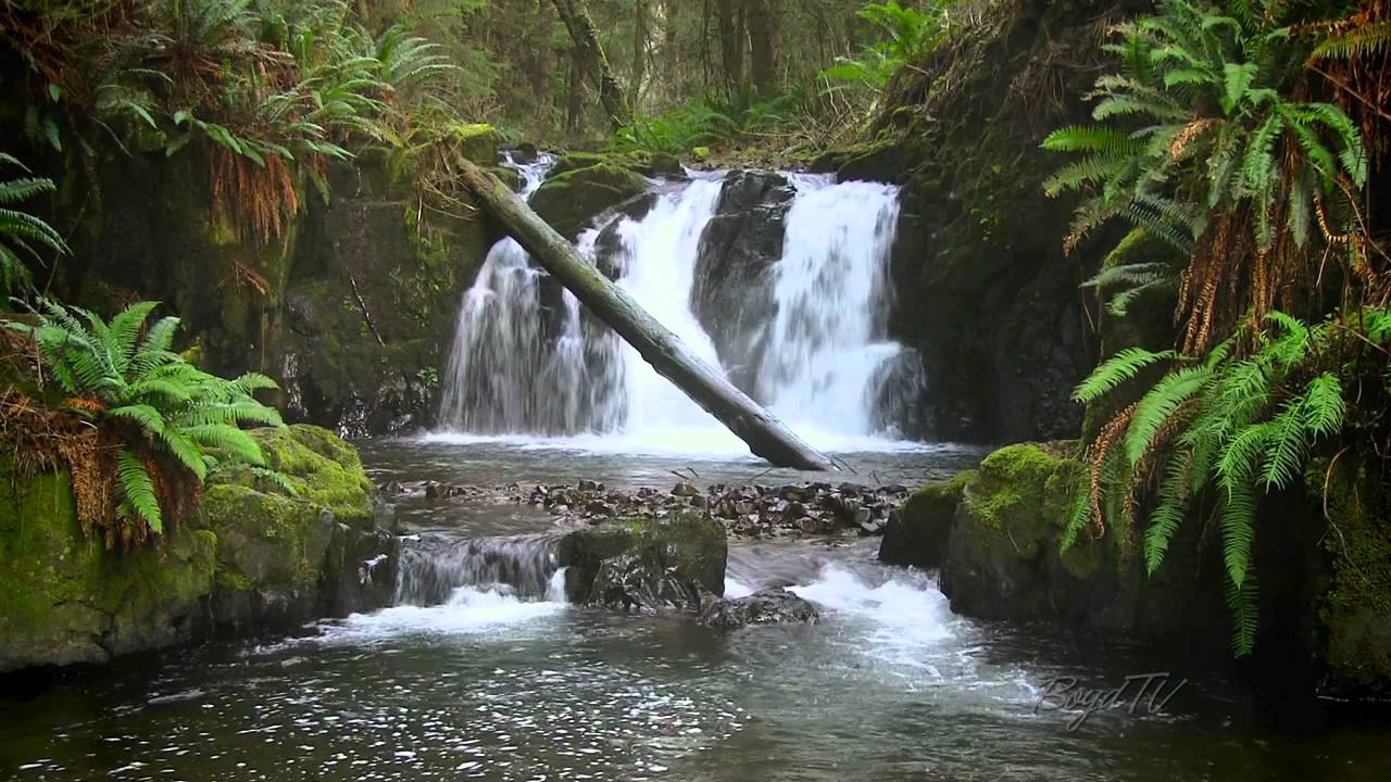 Forest Waterfall Background