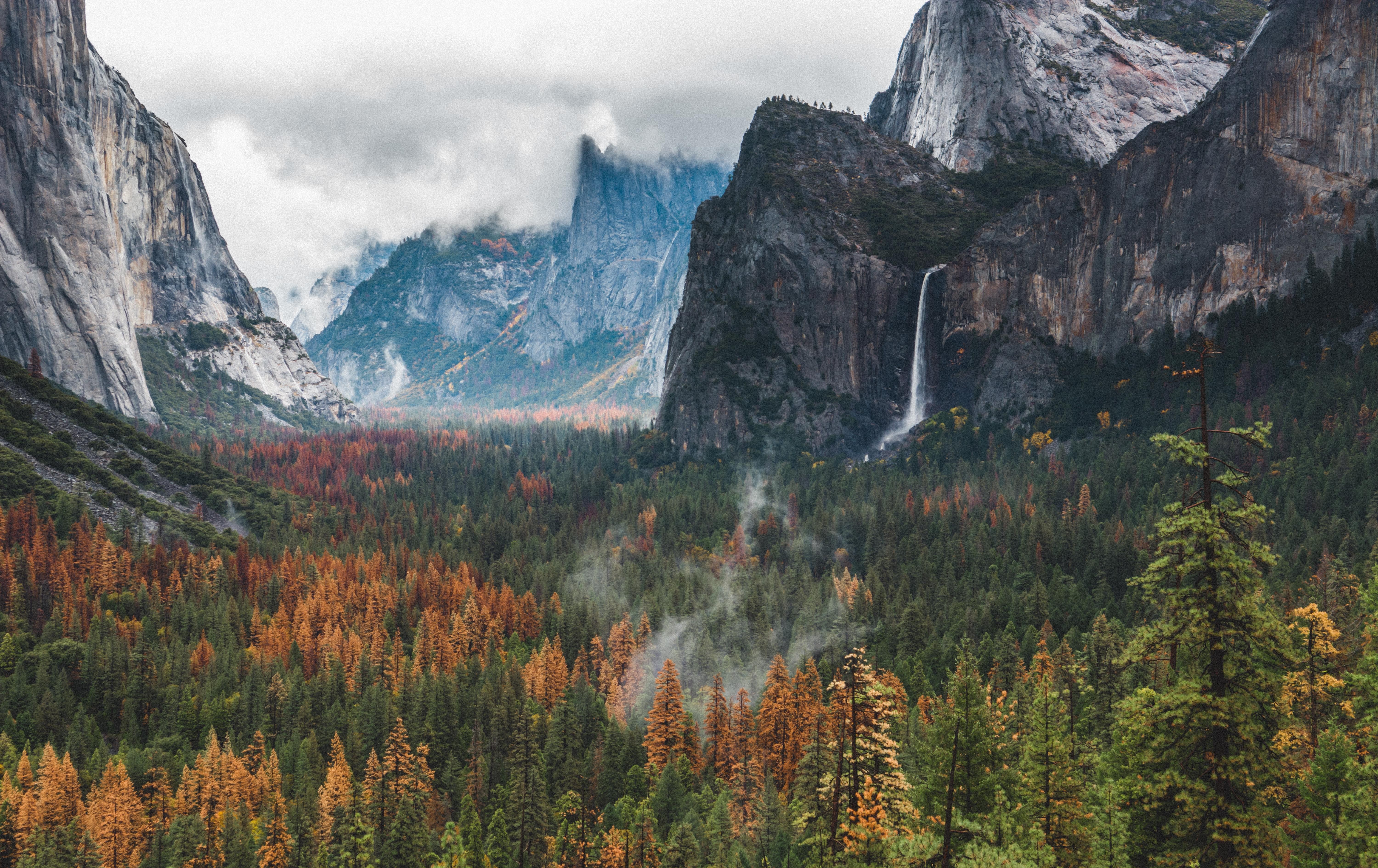 Forest Waterfall Background