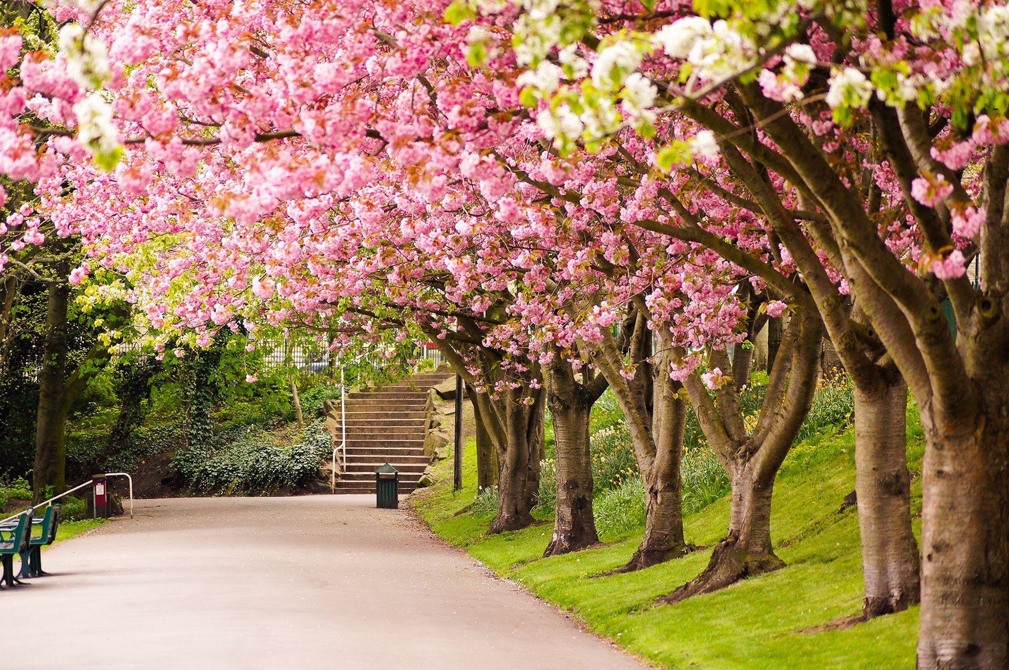 Garden Background