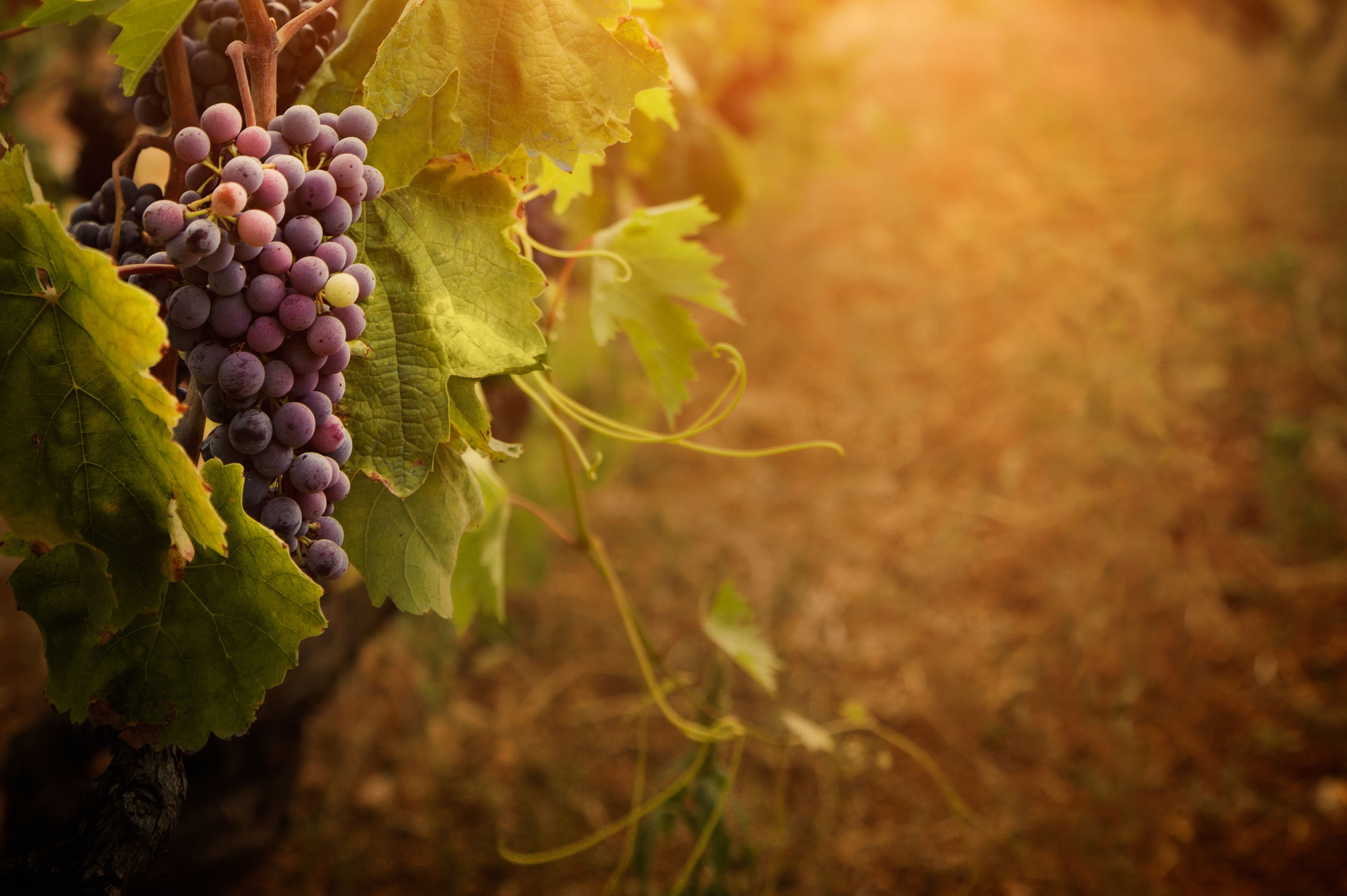 Grape Vineyard Background