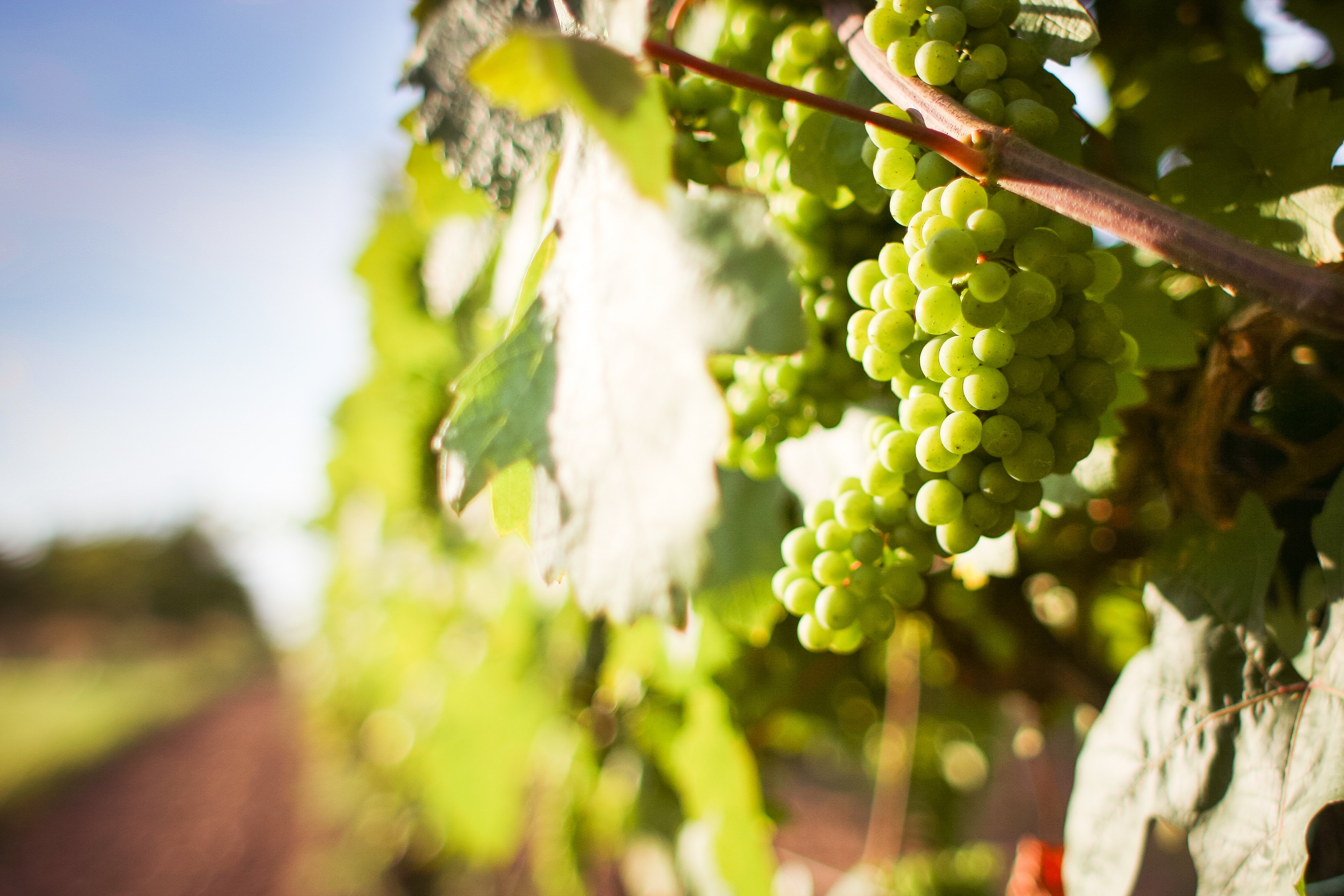Grape Vineyard Background