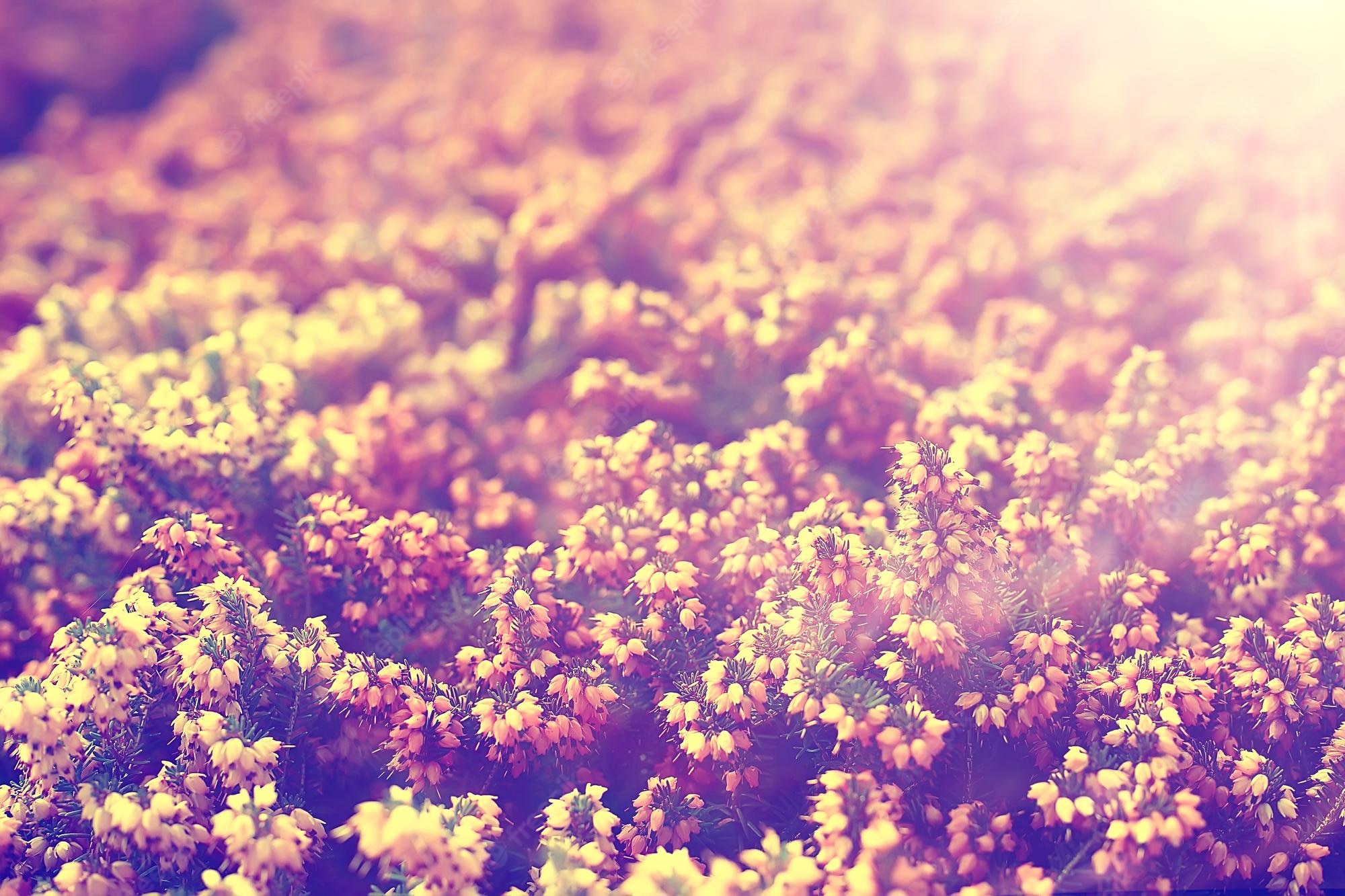 Grunge Flower Background Tumblr