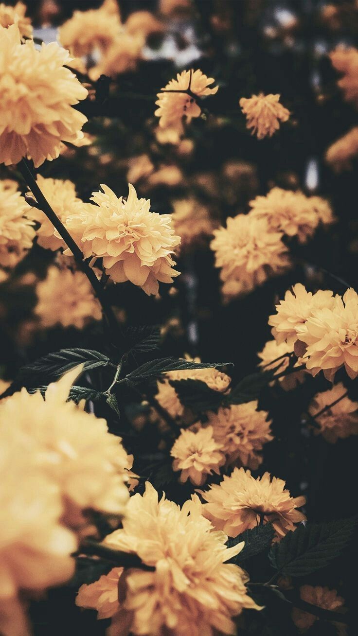 Grunge Flower Background Tumblr