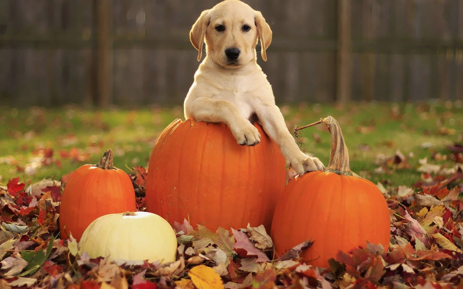 Halloween Dog Background