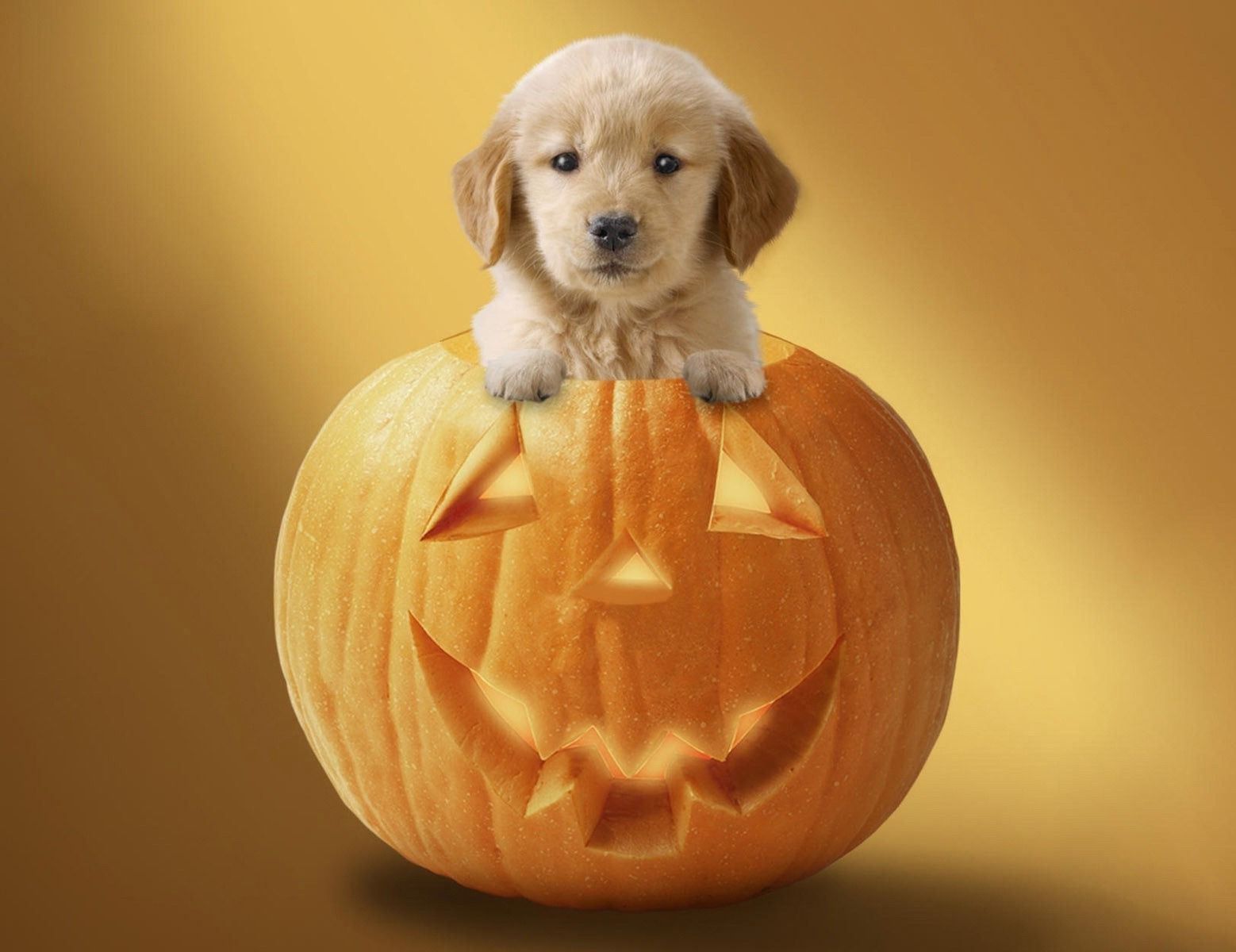 Halloween Dog Background