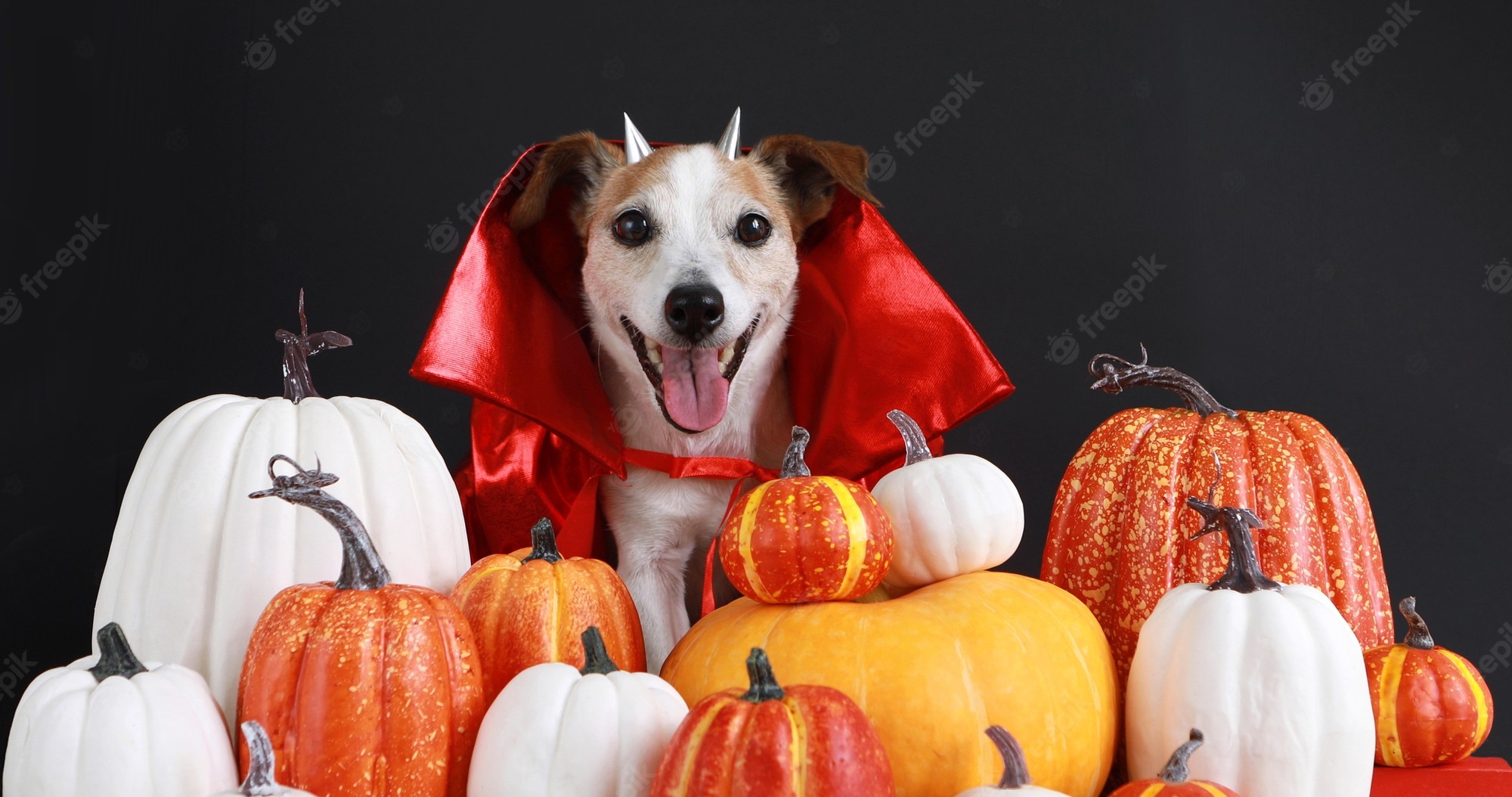 Halloween Dog Background