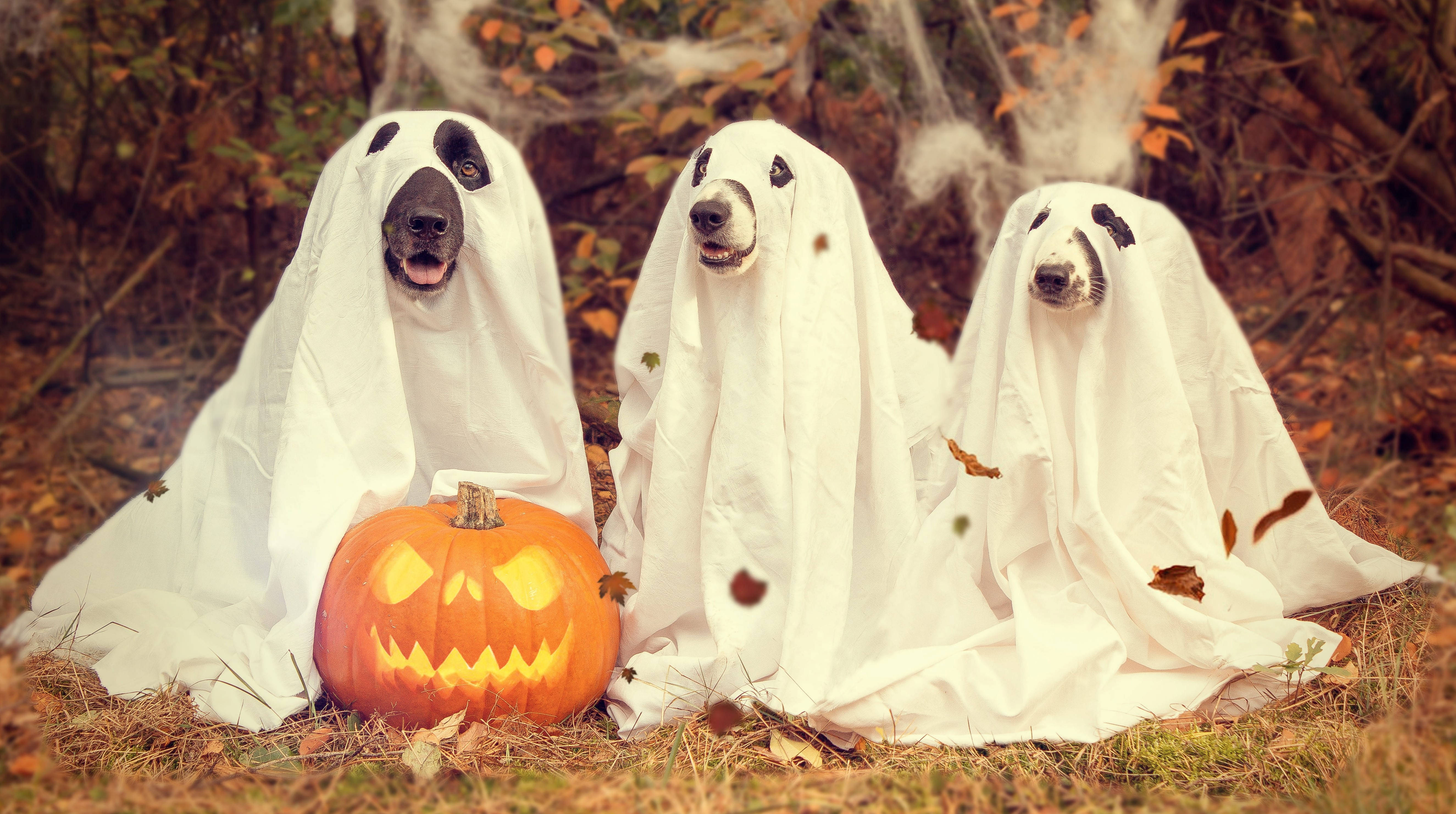 Halloween Dog Background