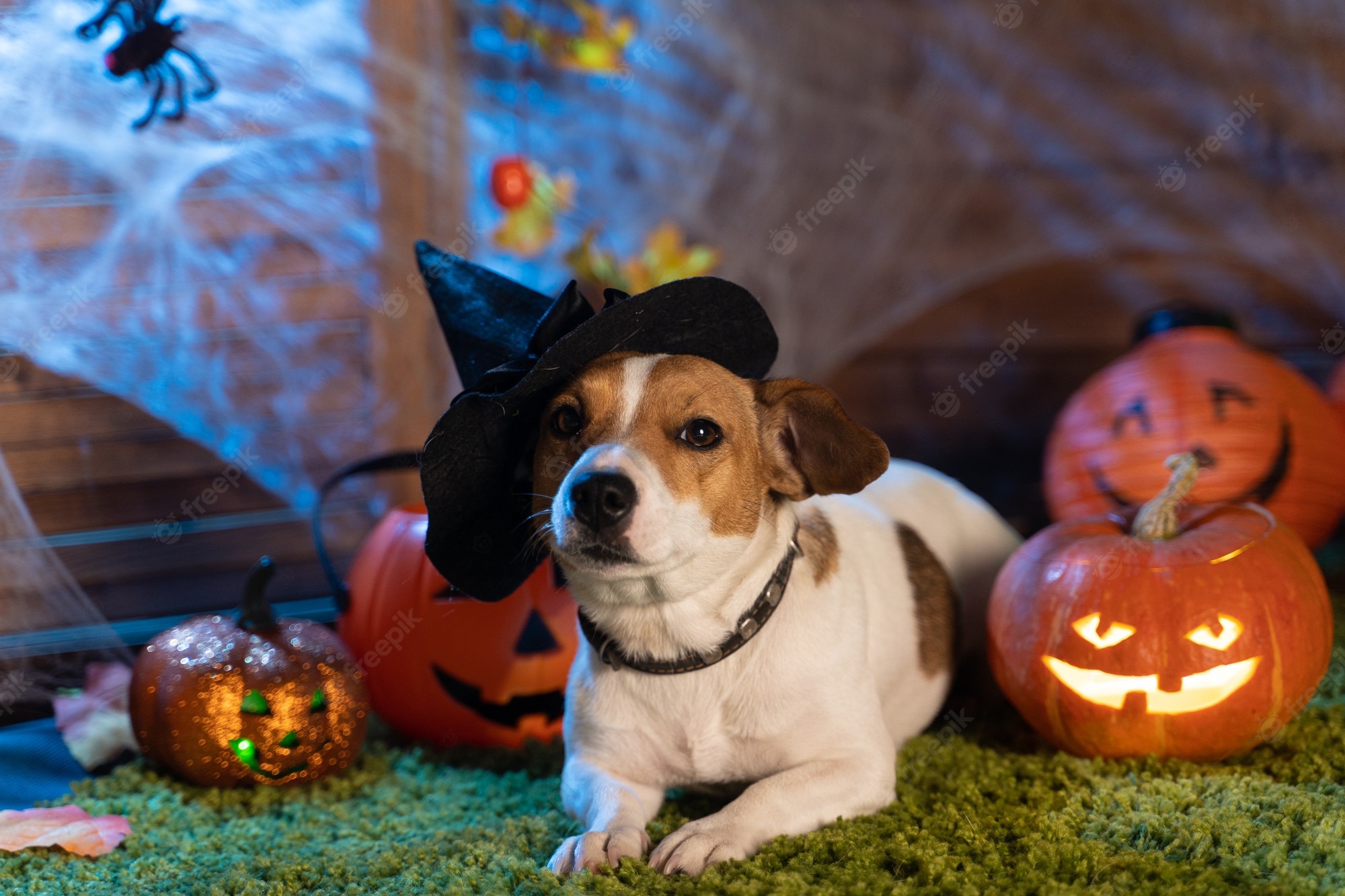 Halloween Dog Background