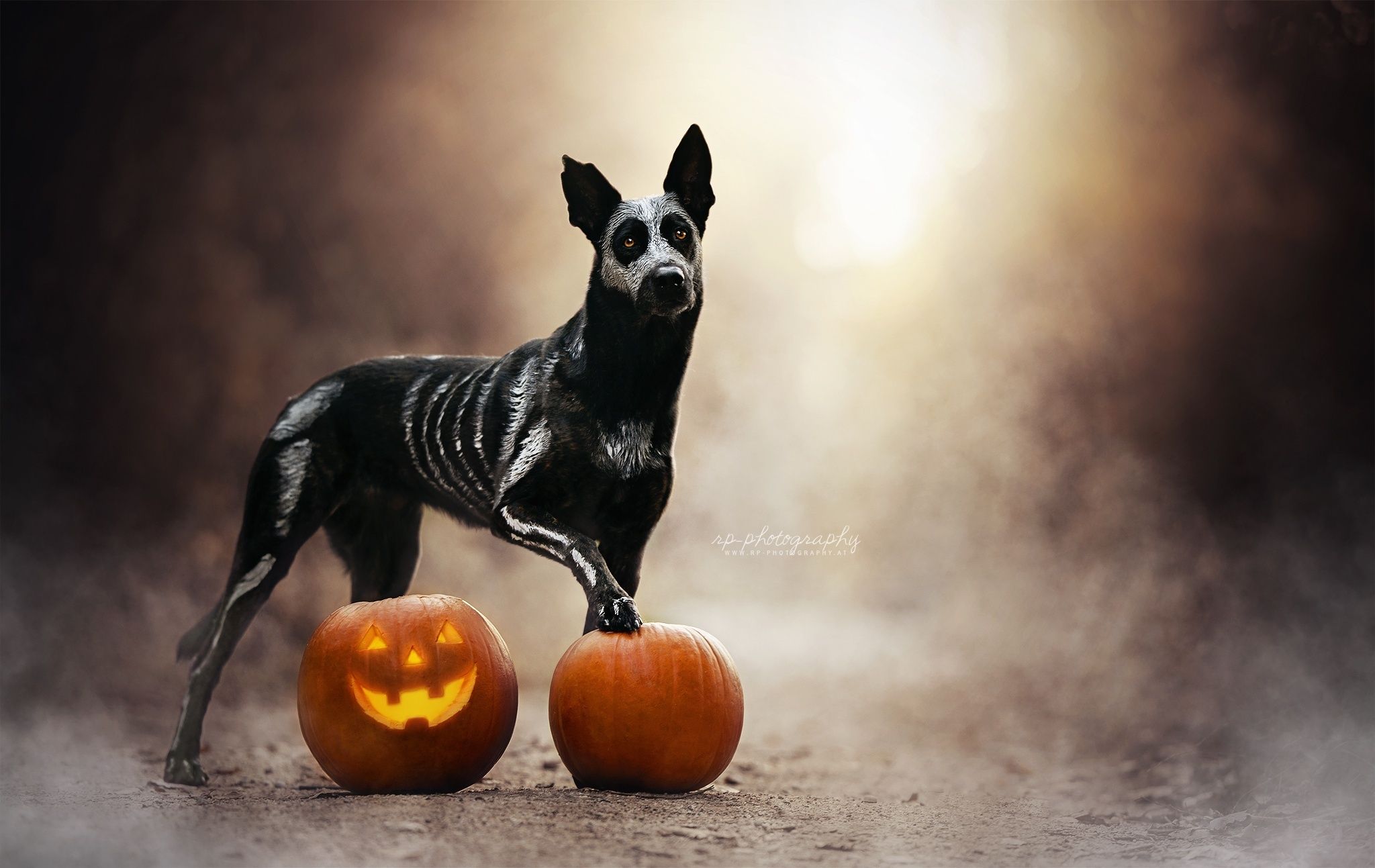 Halloween Dog Background