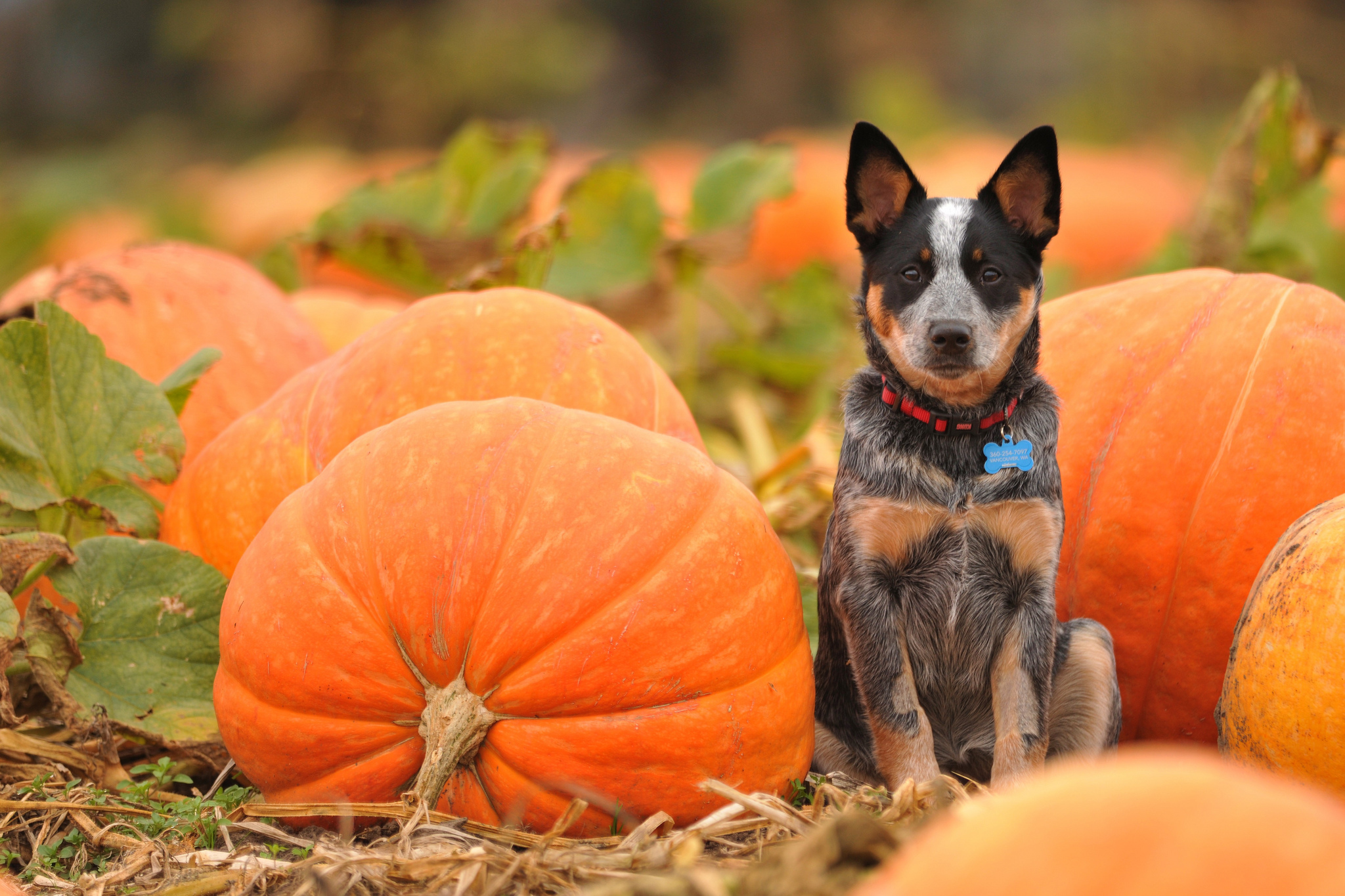 Halloween Dog Background