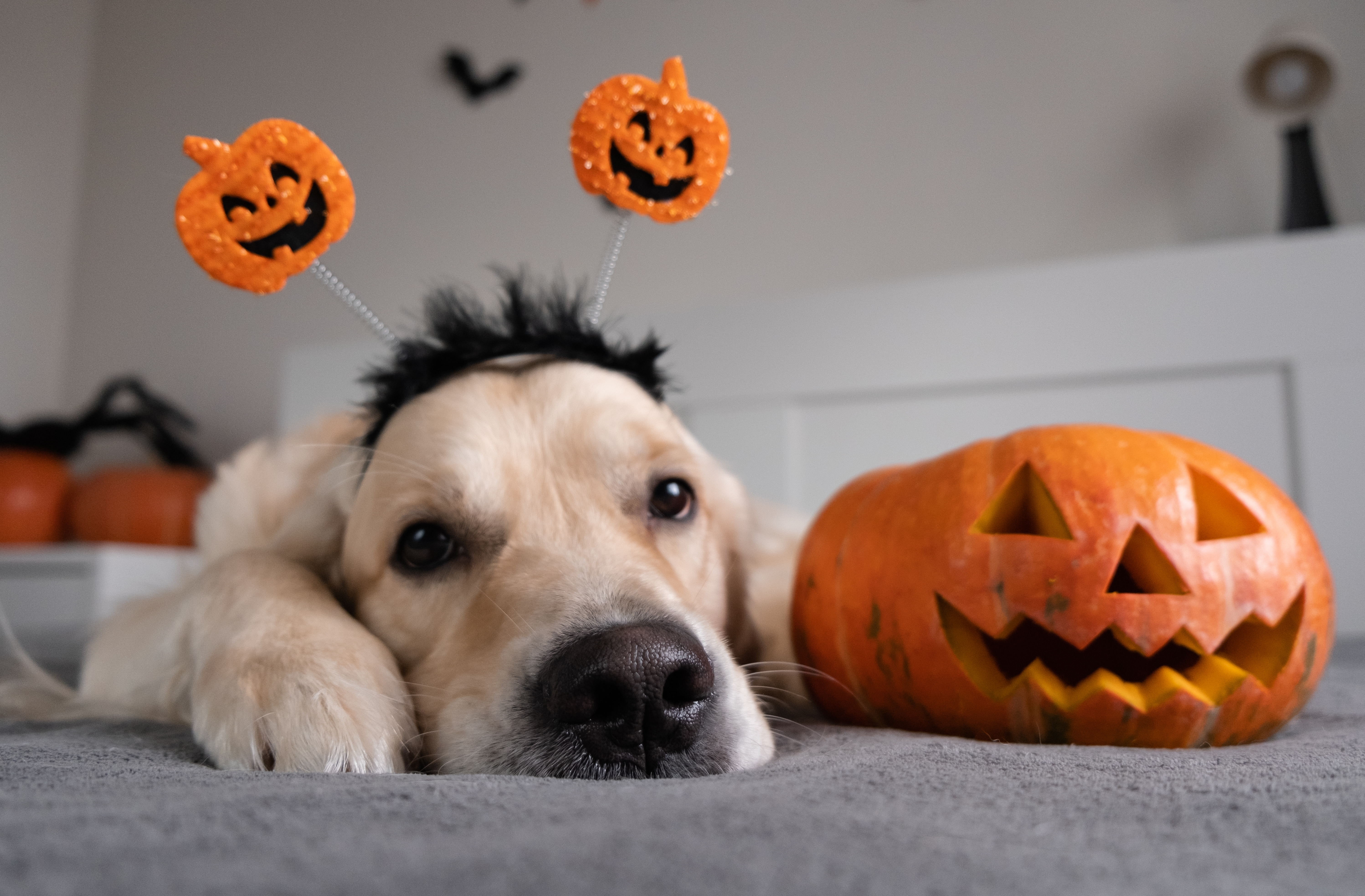 Halloween Dog Background