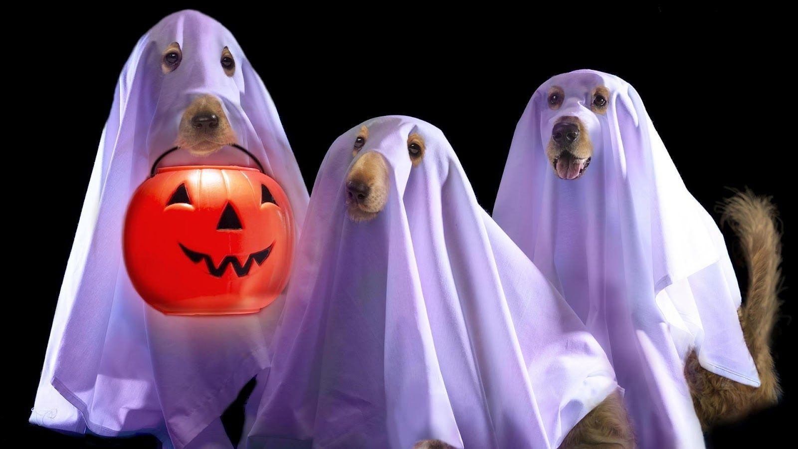 Halloween Dog Background