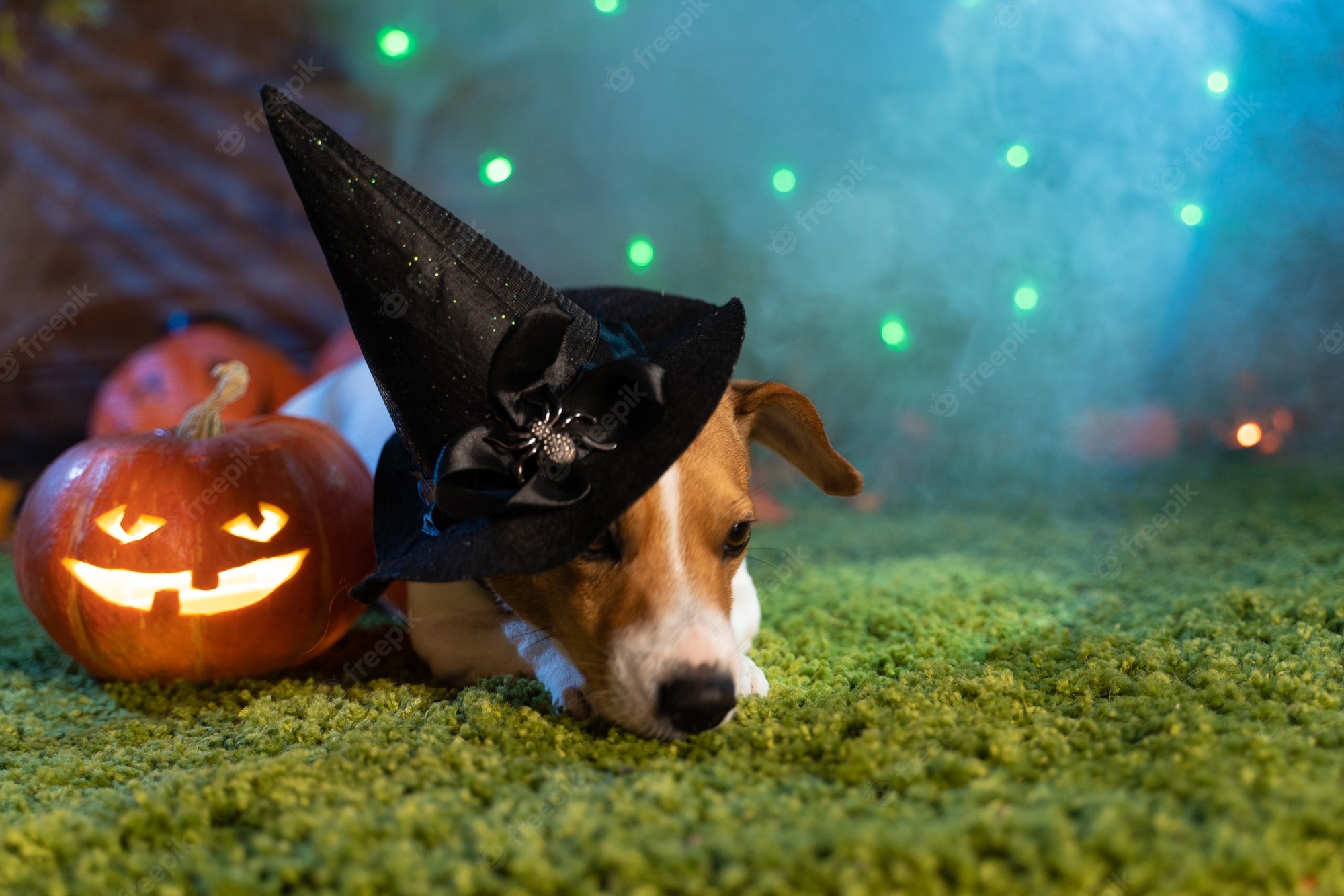 Halloween Dog Background