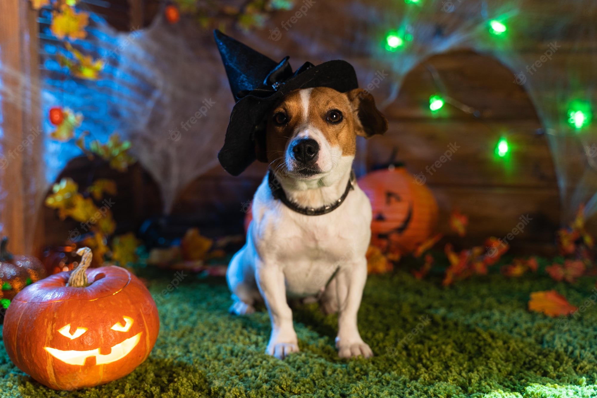 Halloween Dog Background