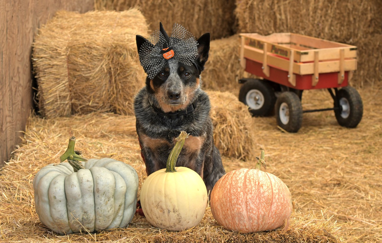 Halloween Dog Background