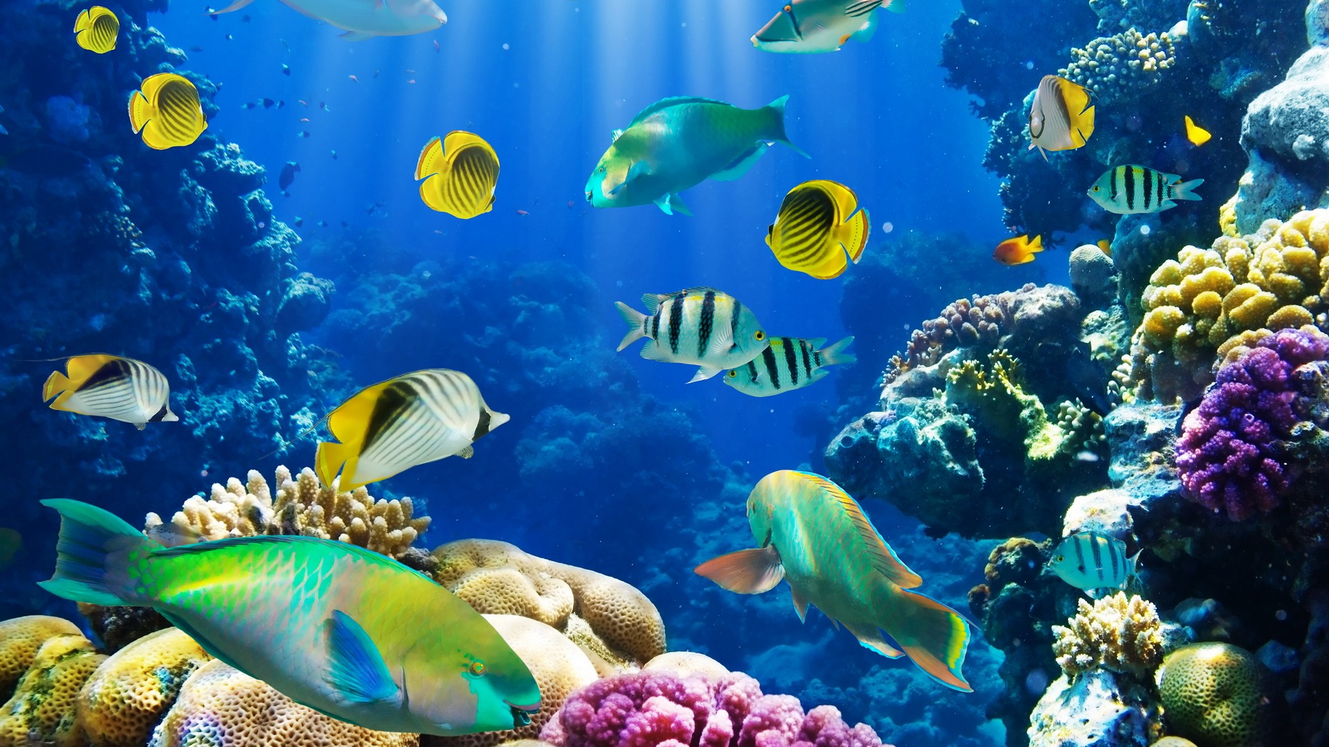 Hd Fish Background